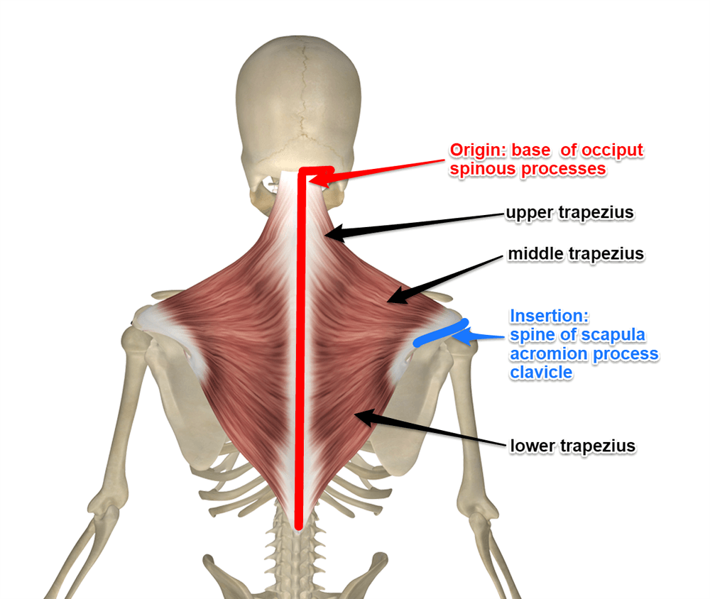 trapezius-muscle-attachments-1.png
