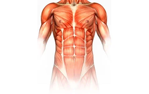 core-musclkjljkles.jpg