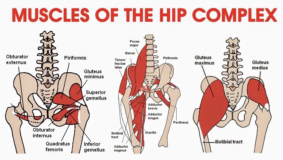muscles-of-hip 2.JPG