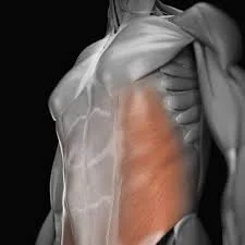 Obliques.jpg