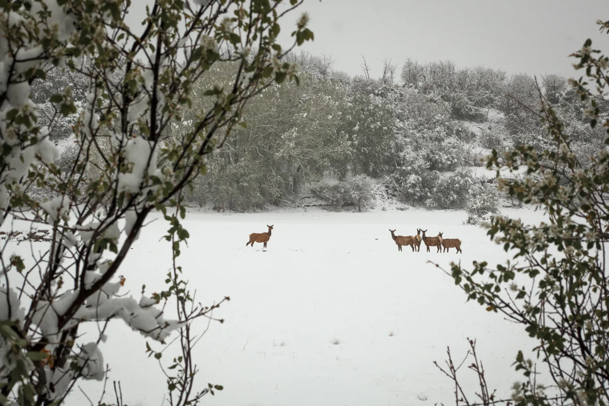 Deer II