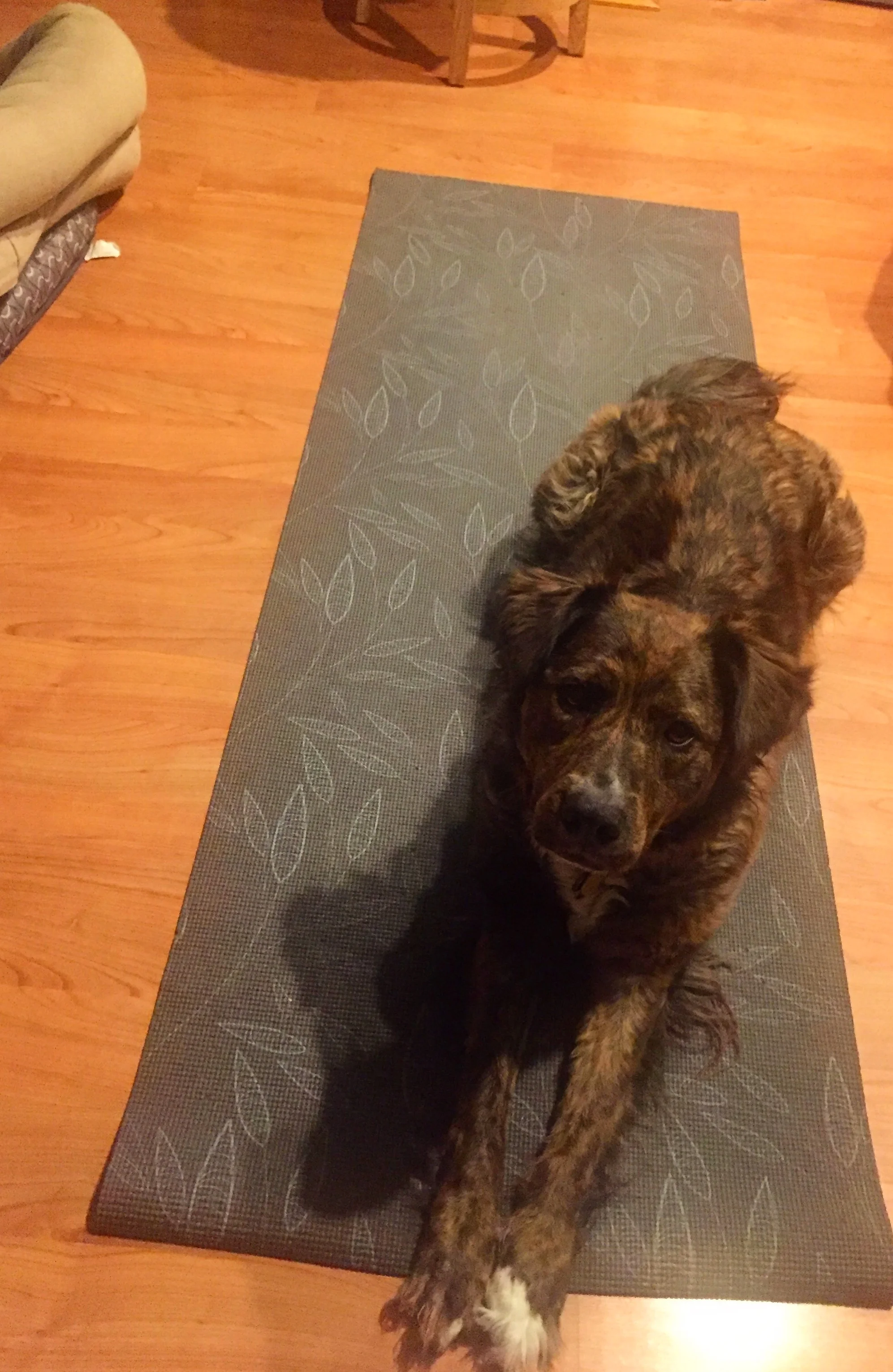 My dog Grace, who’s never afraid to take up space on the mat (even when it’s not technically hers).