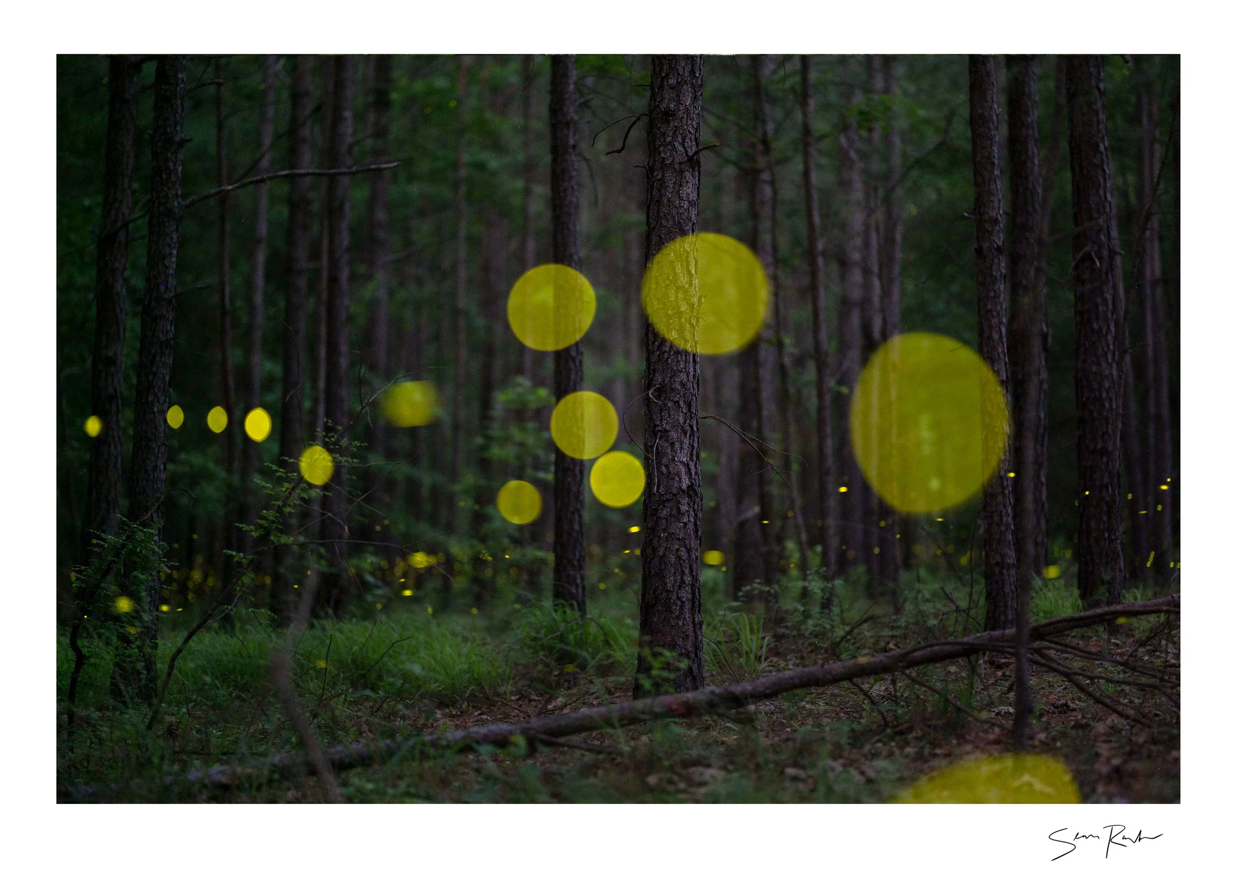 #2 Synchronous Fireflies  South Carolina 2025