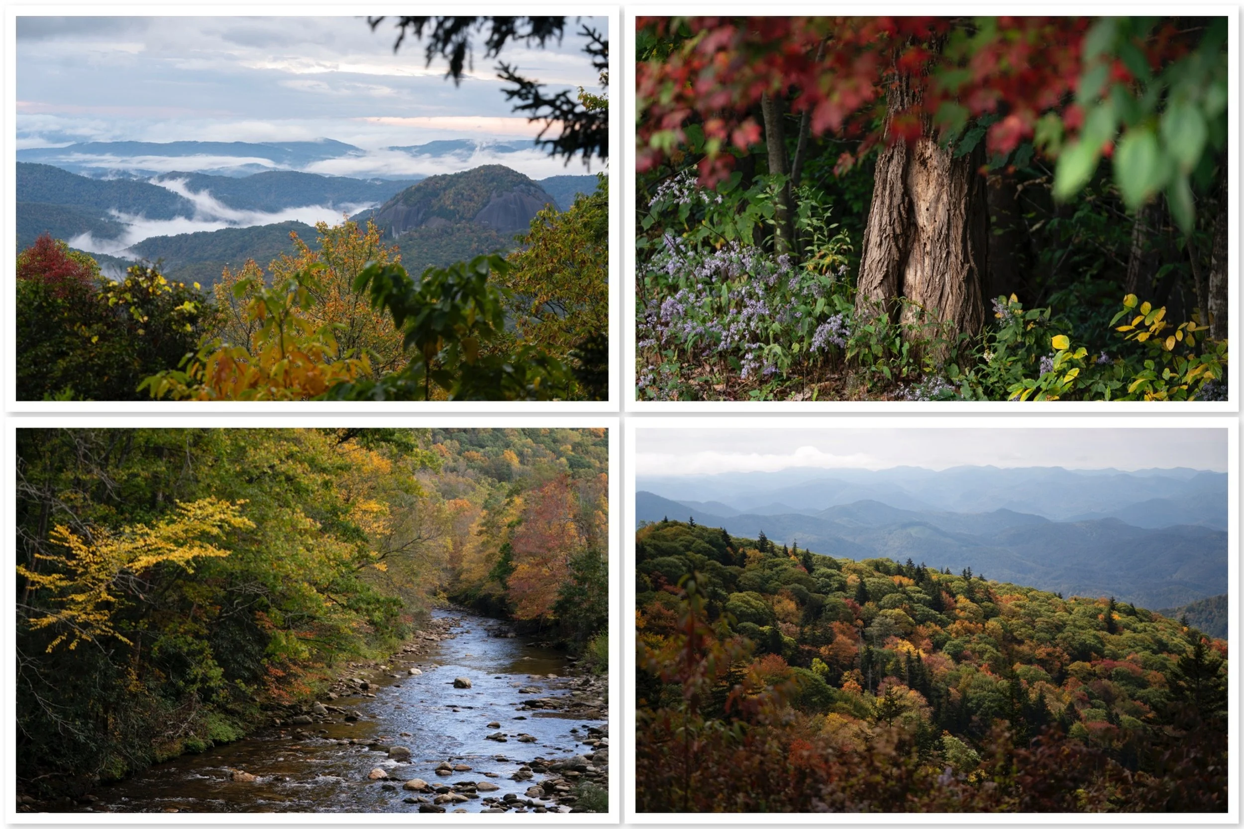 Fall foliage in the Asheville NC mountains