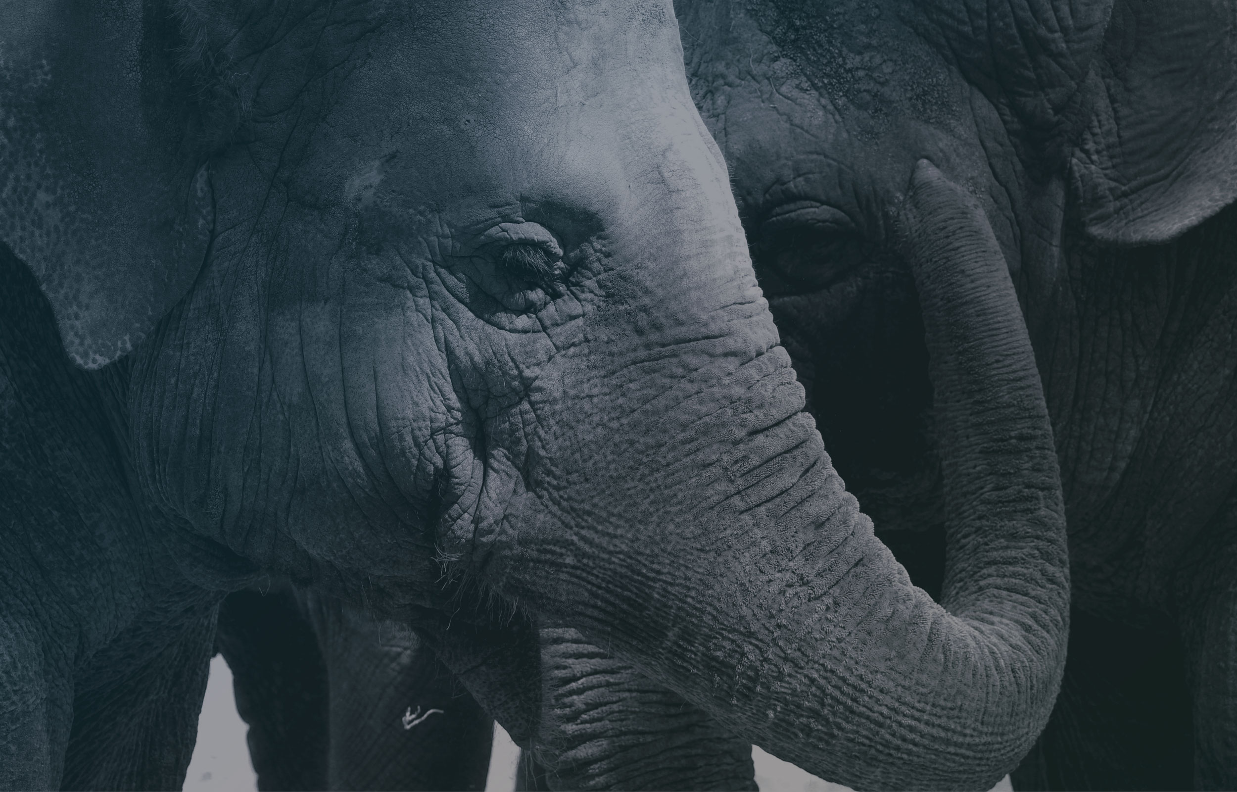 Elephant-two-side-close-up-2500x1600.jpg