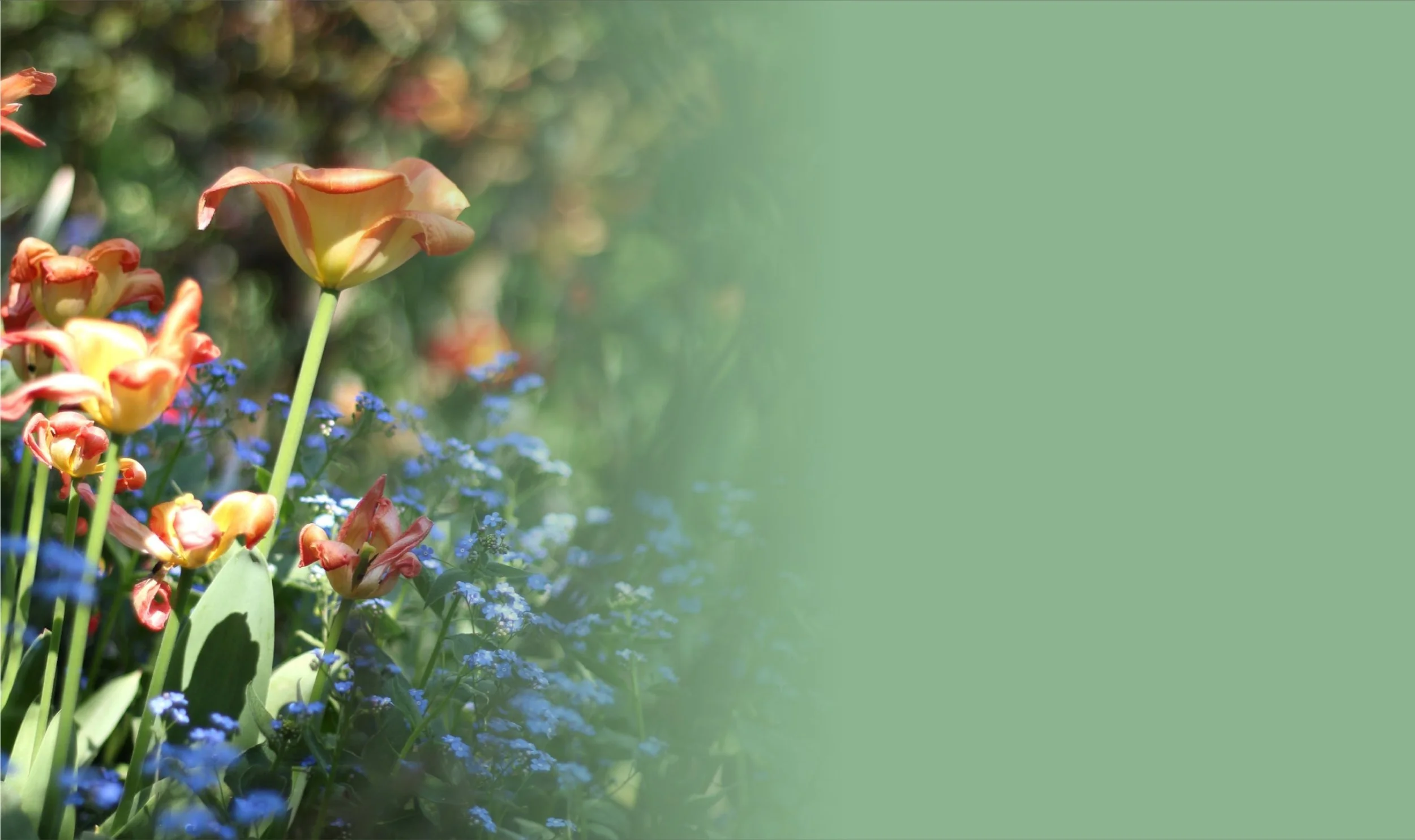 Gradient-04_Banner.jpg