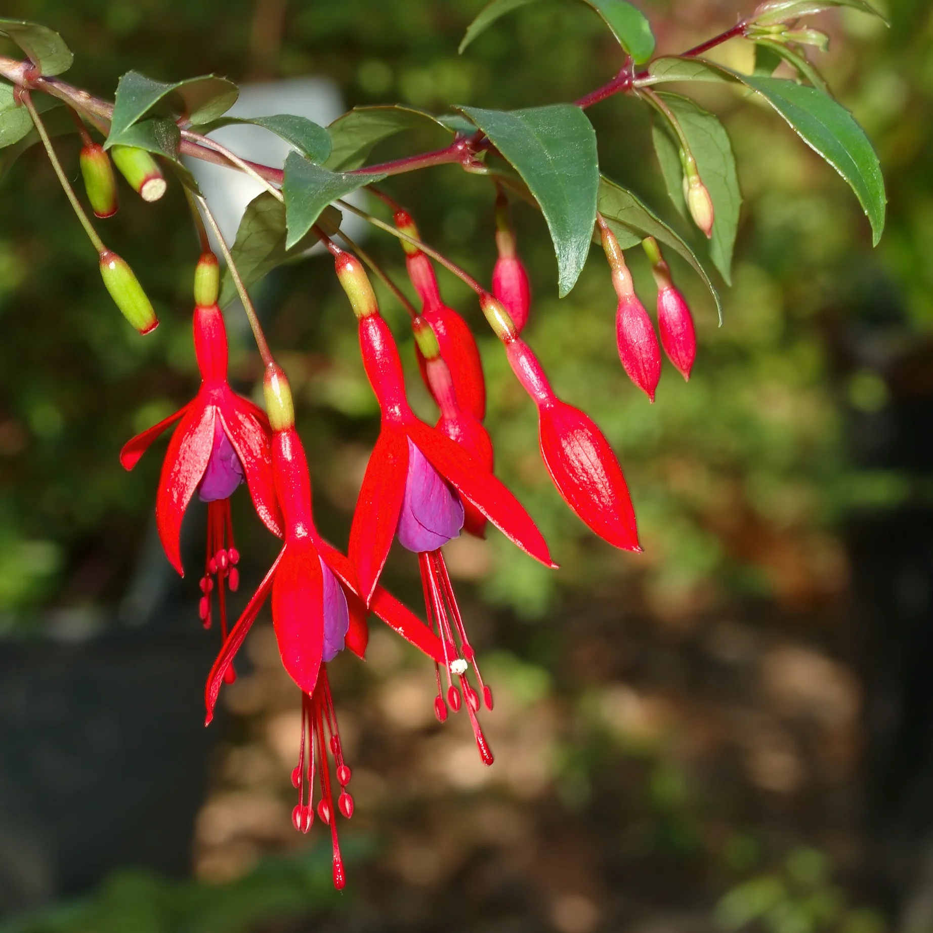 Fuchsia-01.jpg