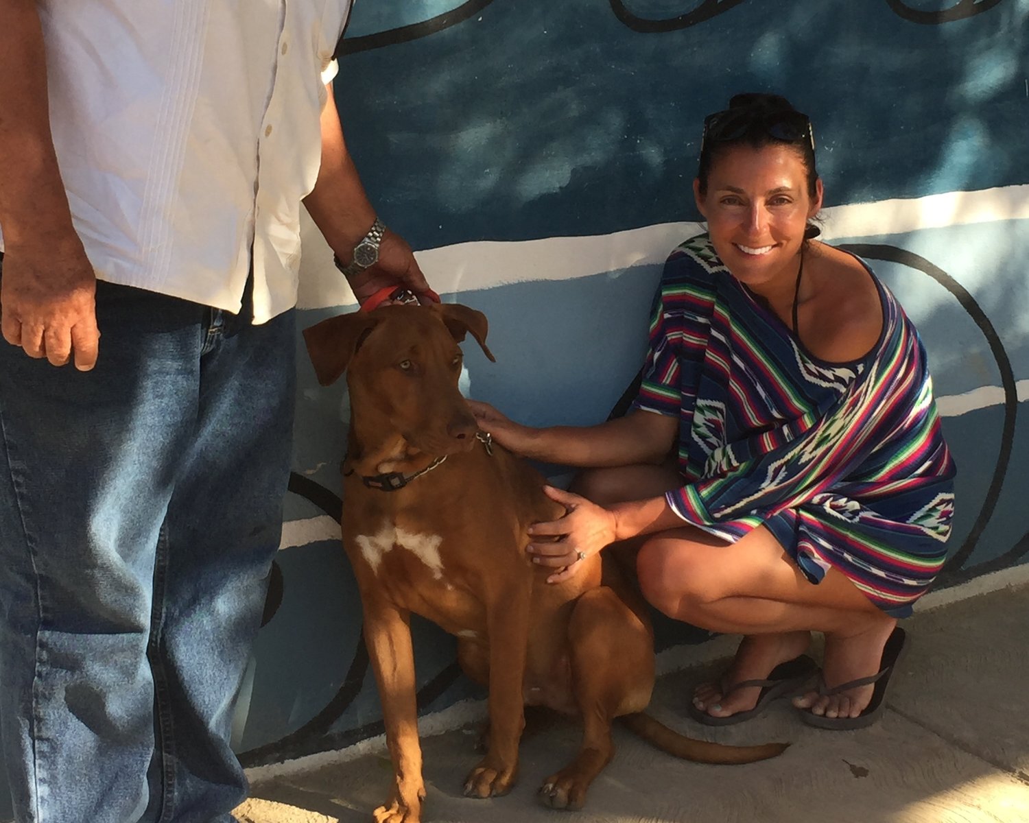 The Story of a Dog Rescue Mission — Street Dog Hero