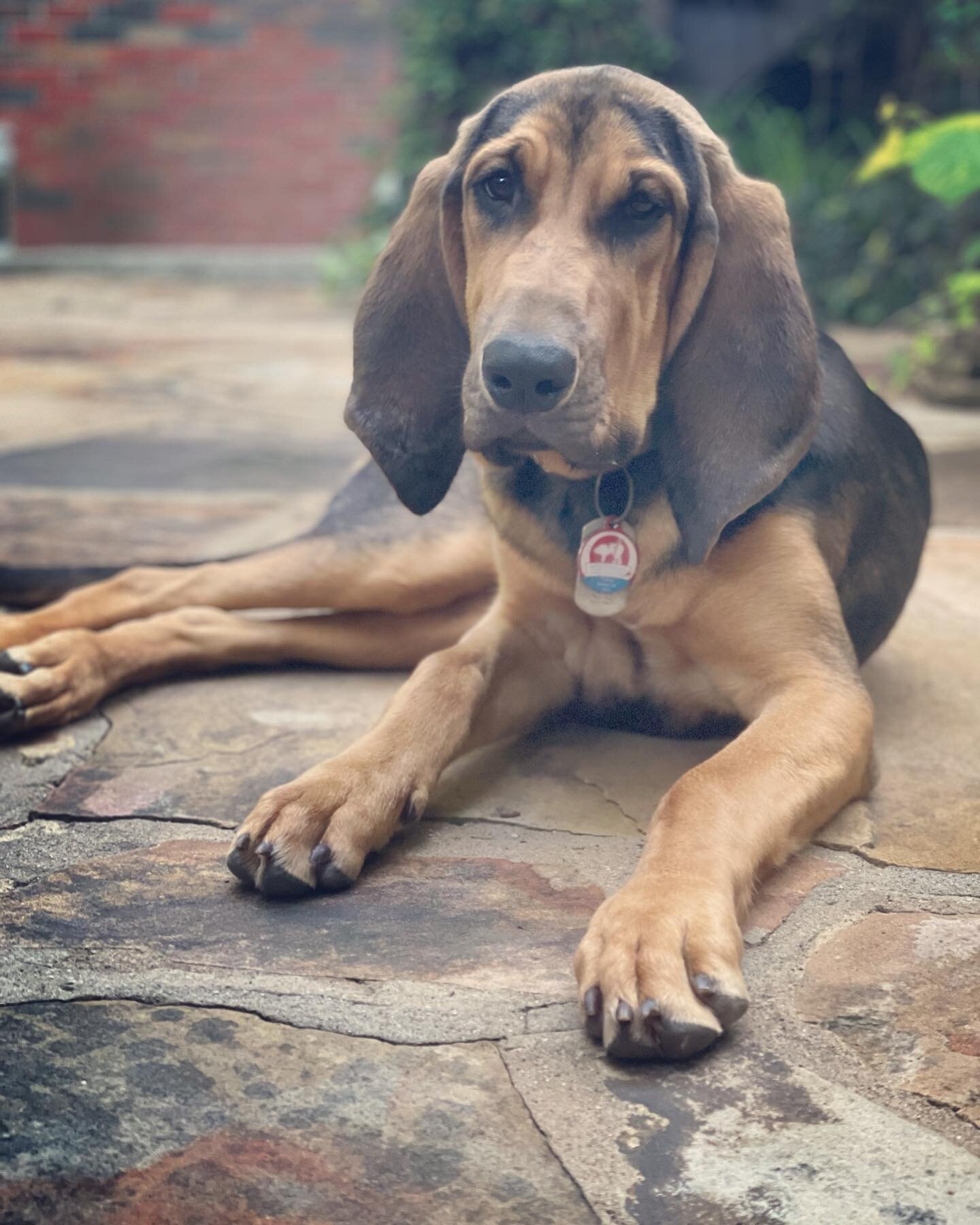I do not get on the socials much these days but thought it was about time to share that on Memorial Day weekend we added a new puppy to our pack! Meet Riley Jean Montgomery, now five months old, from the South Central Bloodhound Rescue. She can be a 