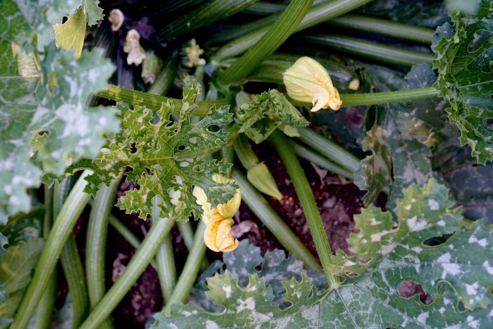 zucchine alla scapece — mama eats plants