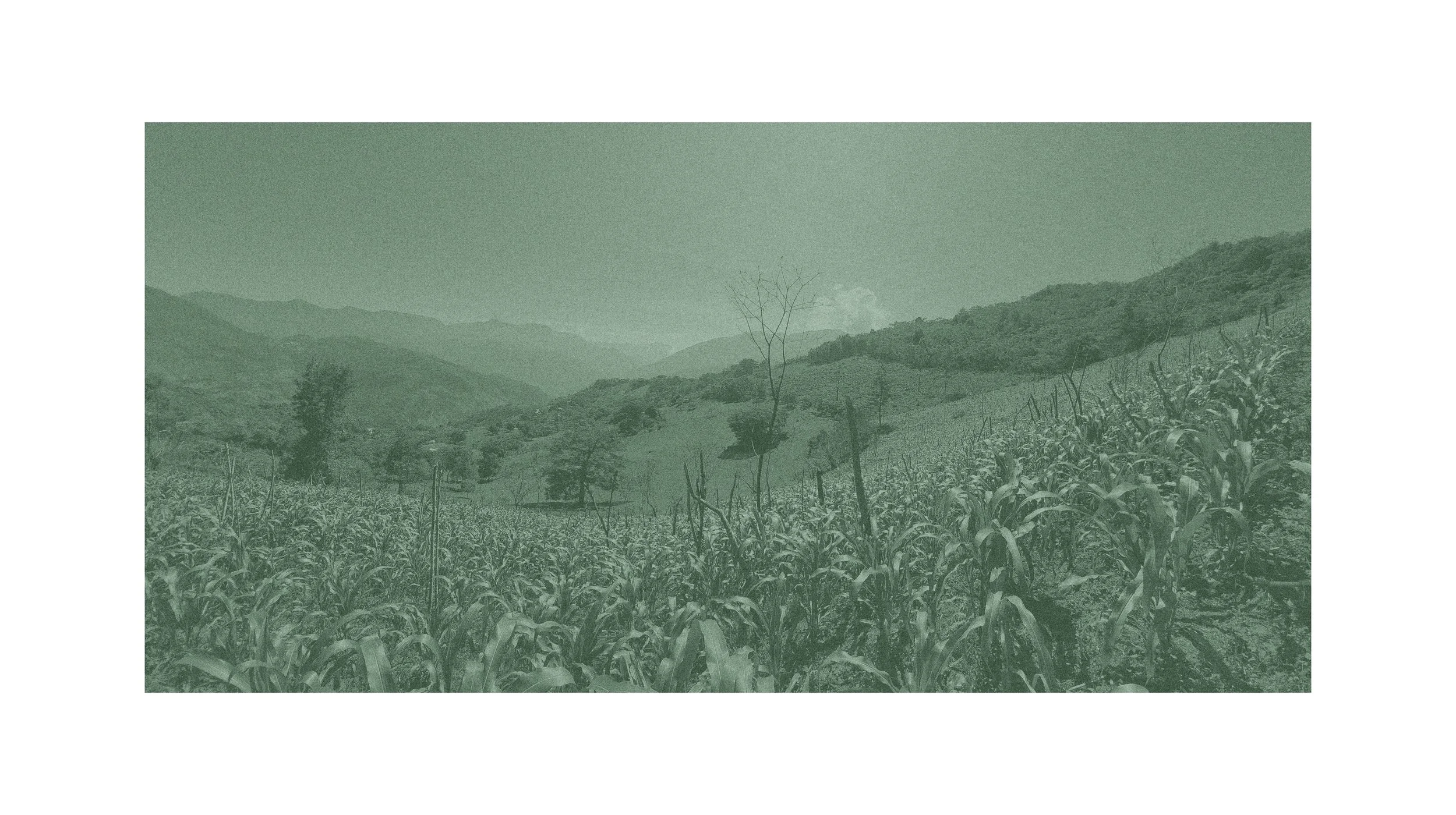 Milpa Field Rotation Milpa — Monograf Studio