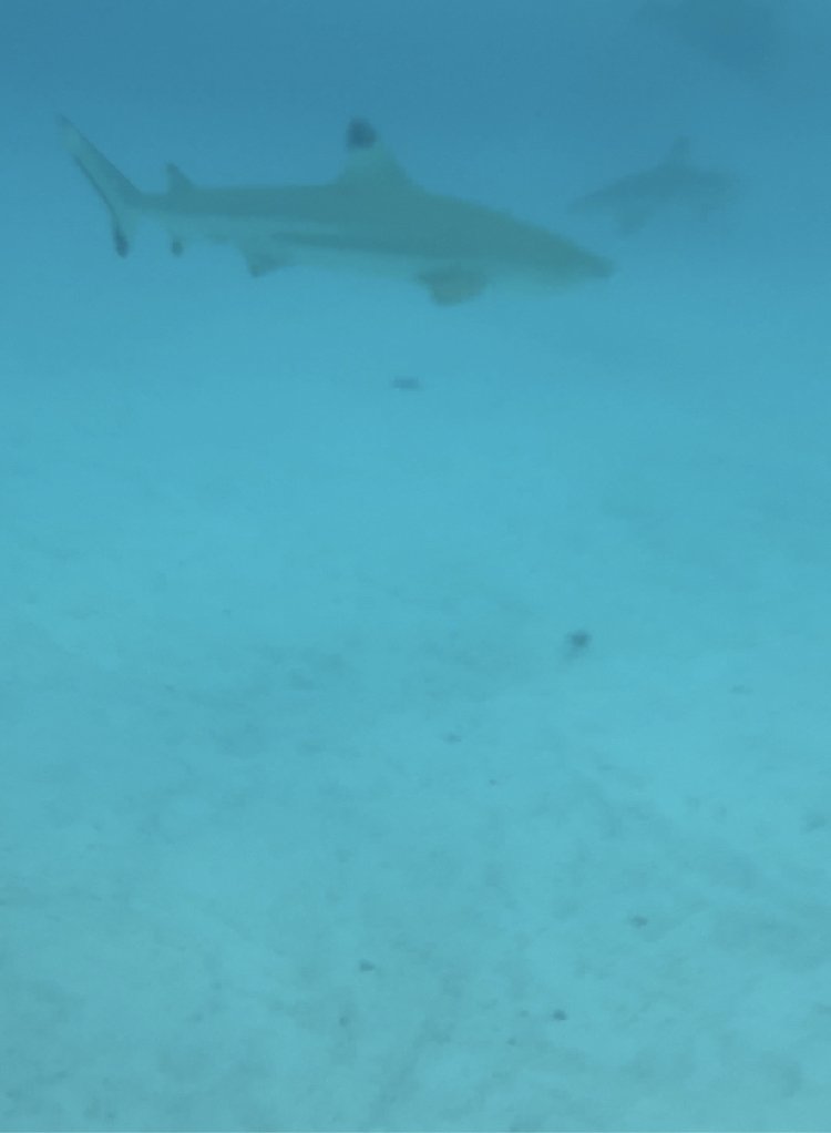 black tip shark.jpg