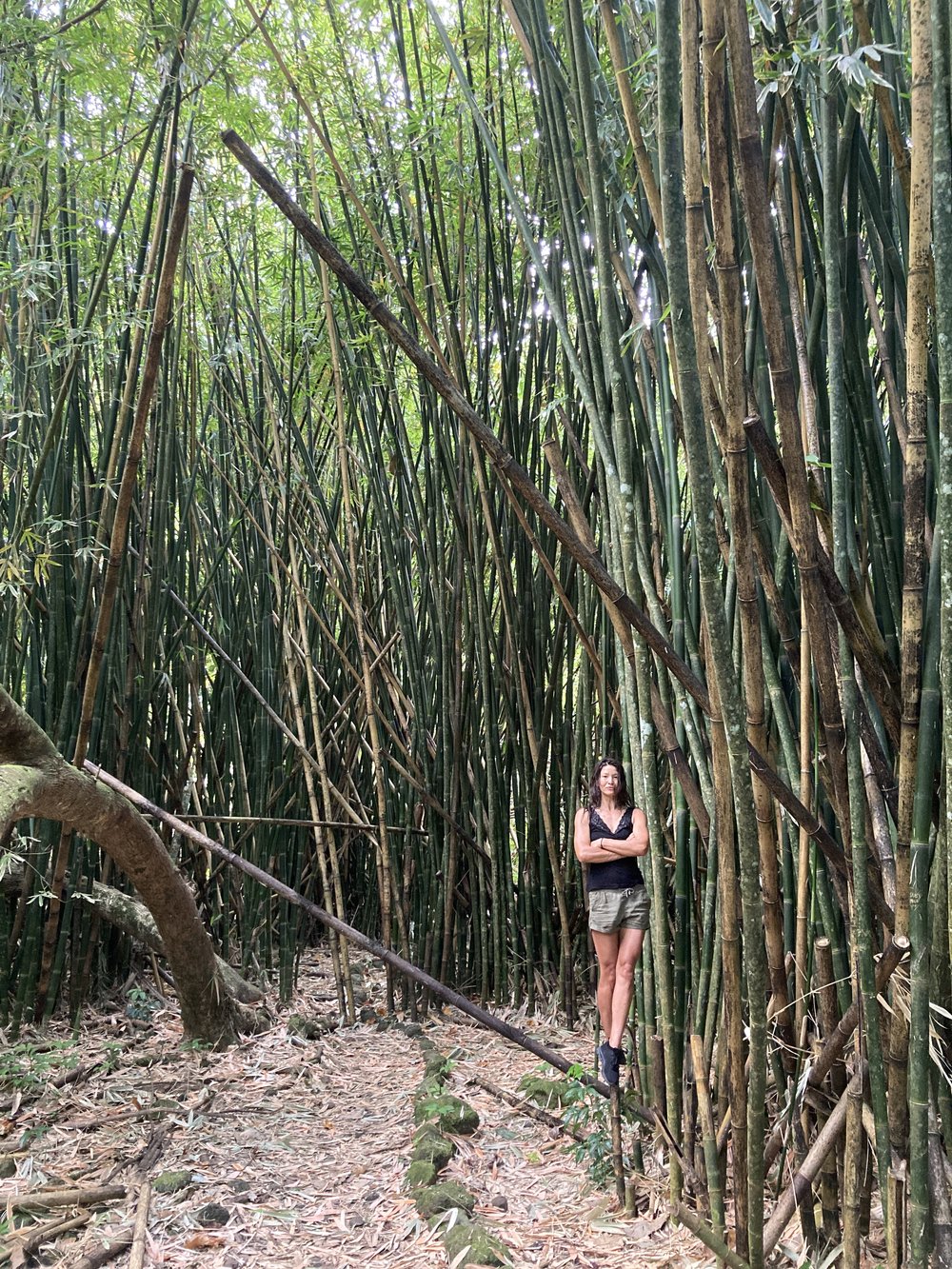 bamboo forest.JPG