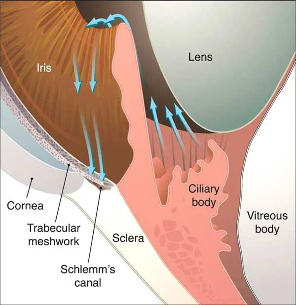 In a healthy eye, aqueous fluid is produced by the ciliary body, flows through the pupil, and drains through the trabecular meshwork.
