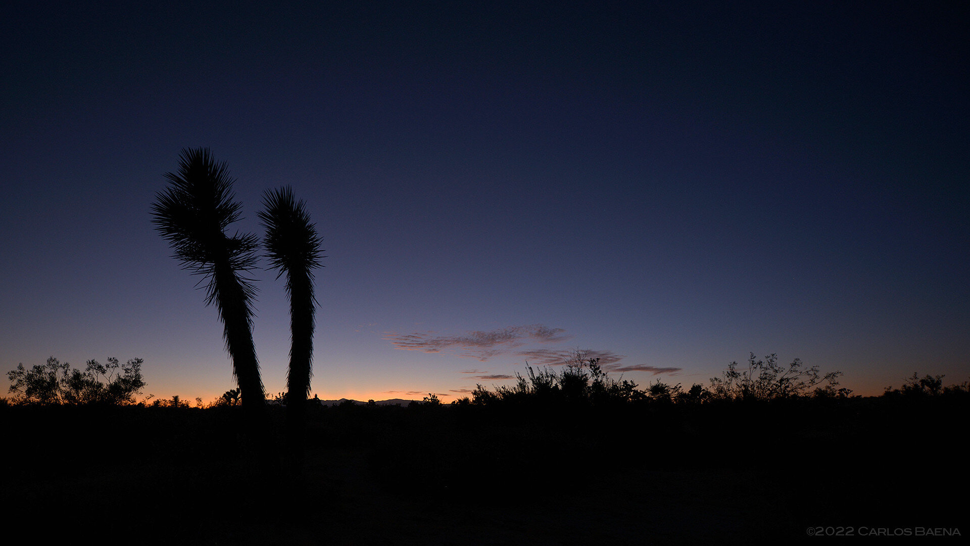 Joshua Tree