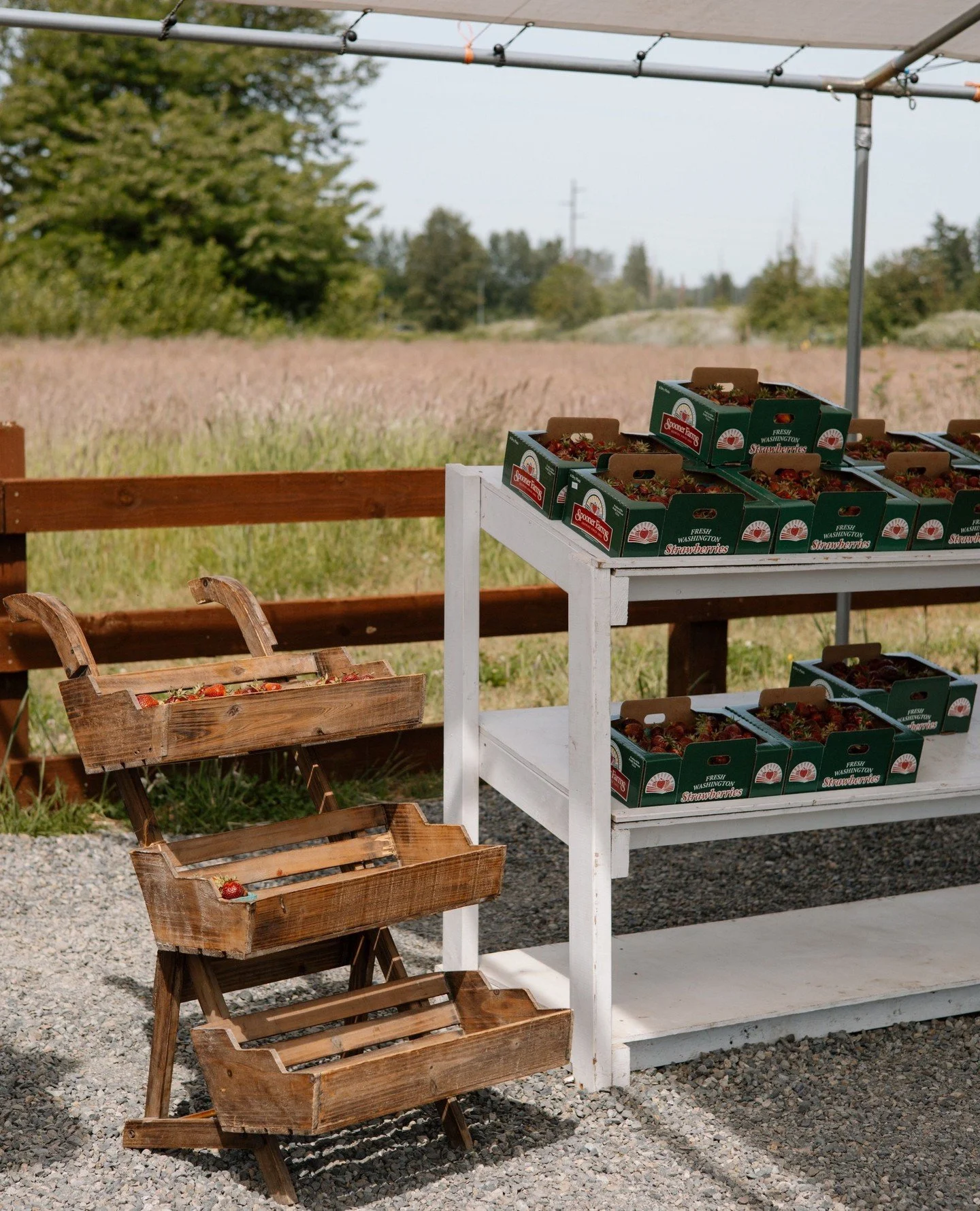 Best week ever because @spoonerfarmspuyallup is BACK at Farm 12 🍓🍓⁠
⁠
Located right across the street from our restaurant doors in the gravel lot! Grab your berries daily from 10am - 5pm! ⁠
⁠
No better time than now to buy local berries!!