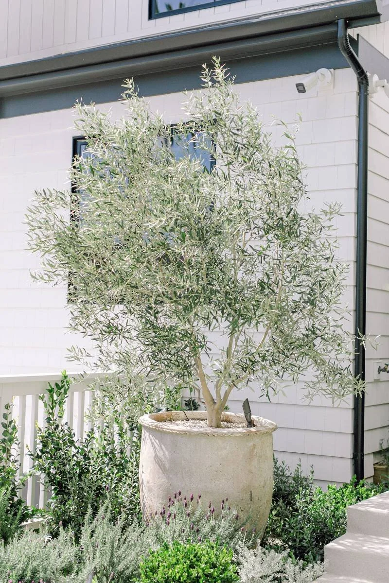 Pacific Palisades (Lawson).jpg