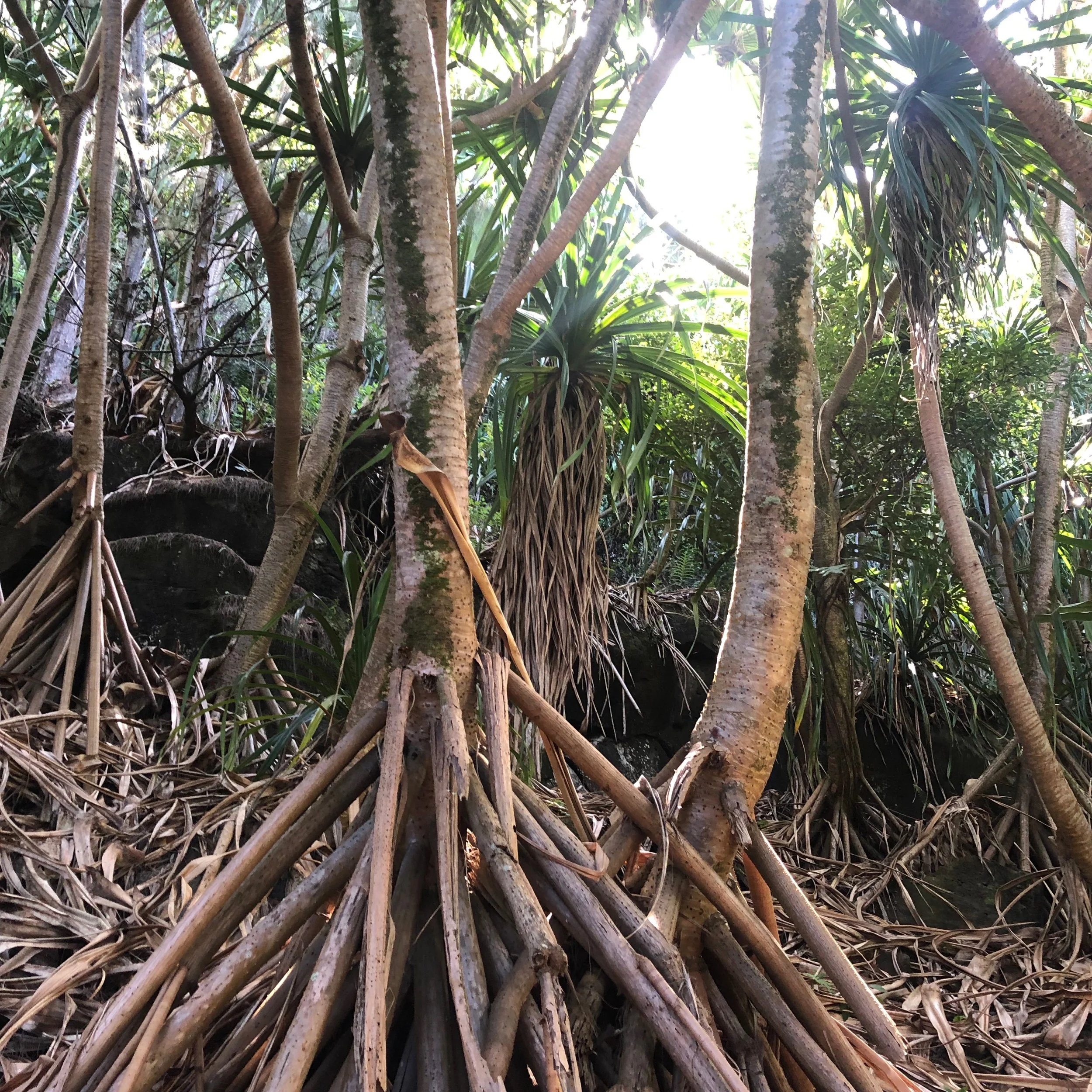 These are known as walking trees because they can move over time as they shed their roots!!