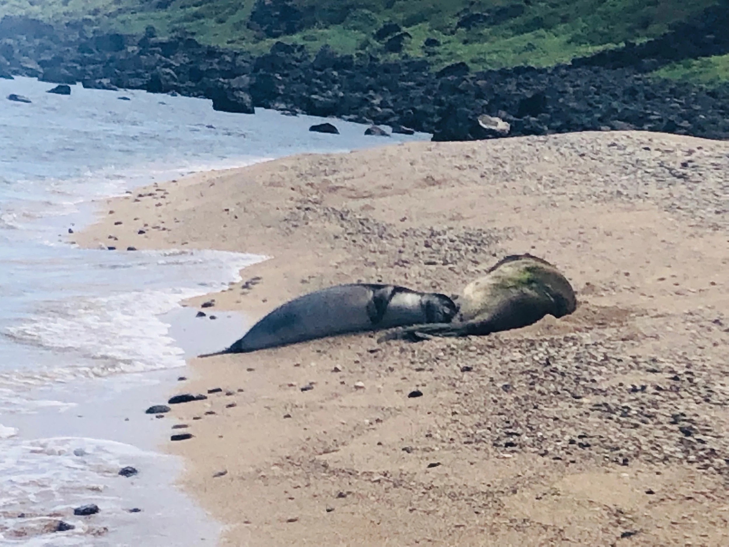 Sleeping monk seas!!!