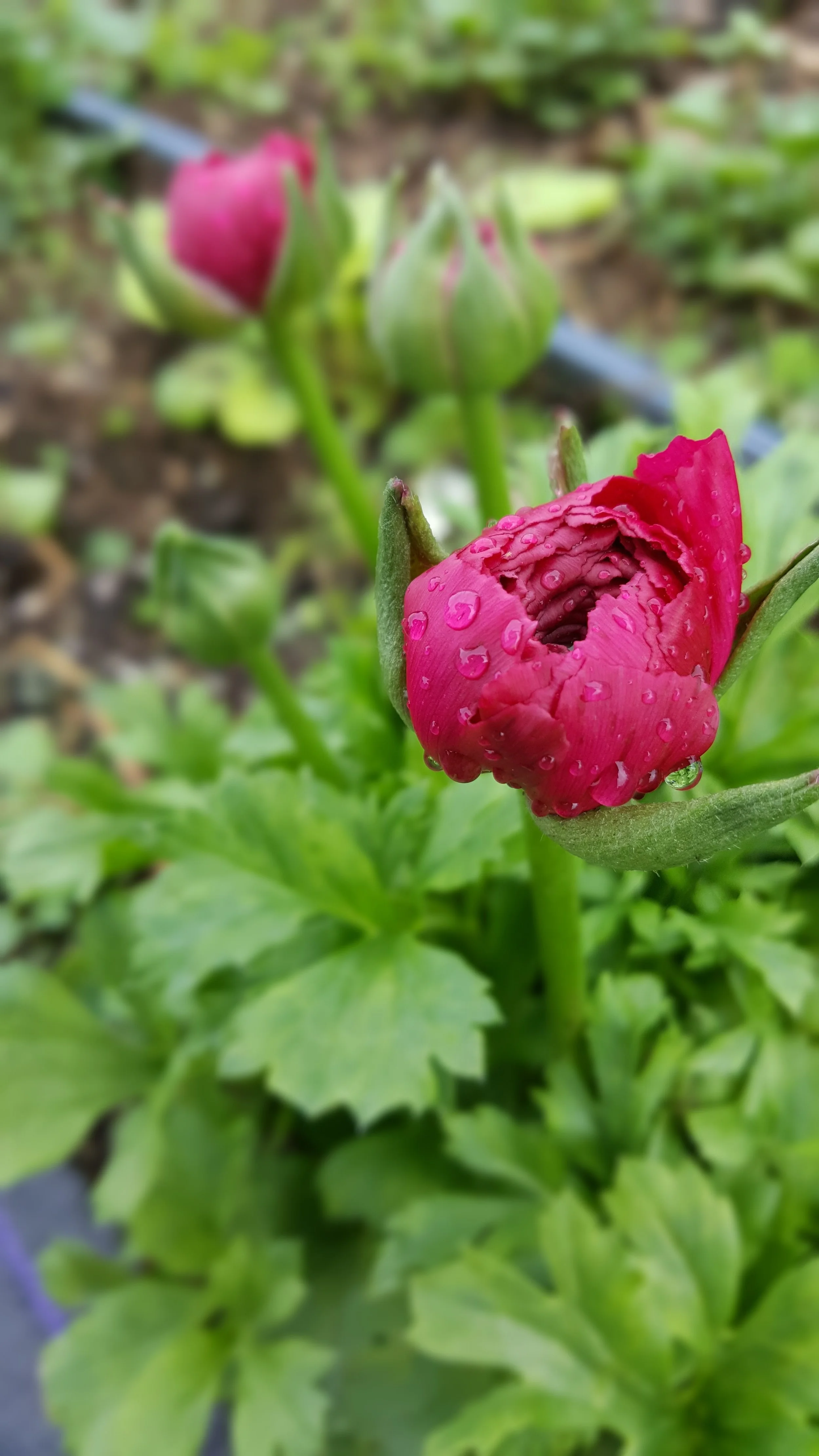 20180517_075526.jpg