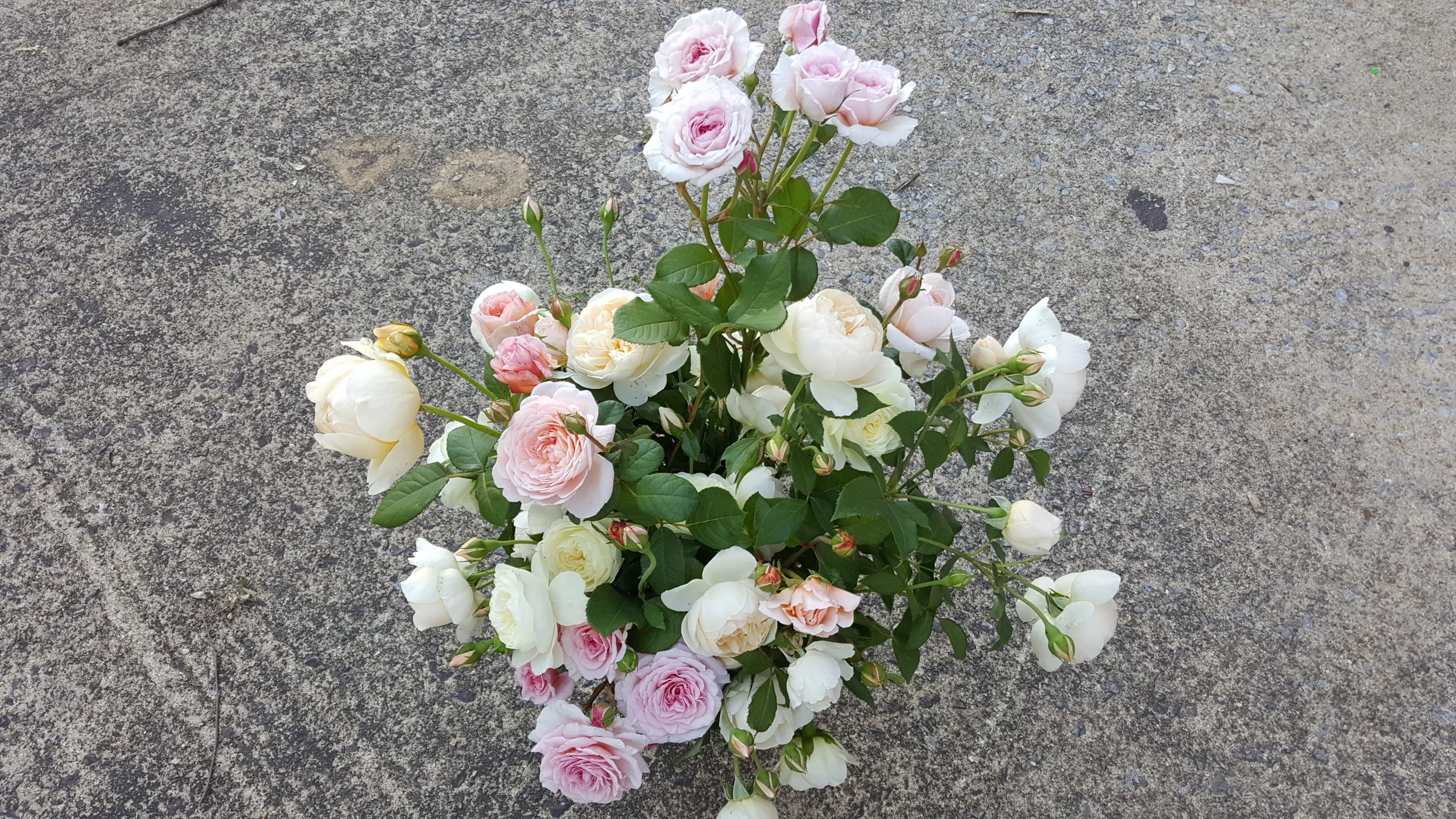 Garden Roses - Even just a few of these beauties will elevate a design!