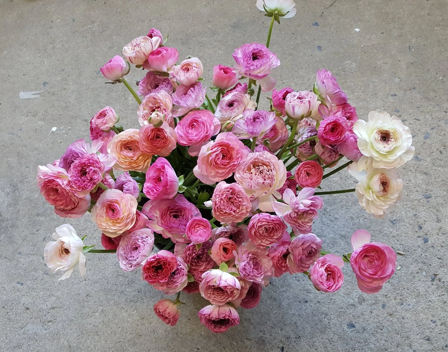 Ranunculus