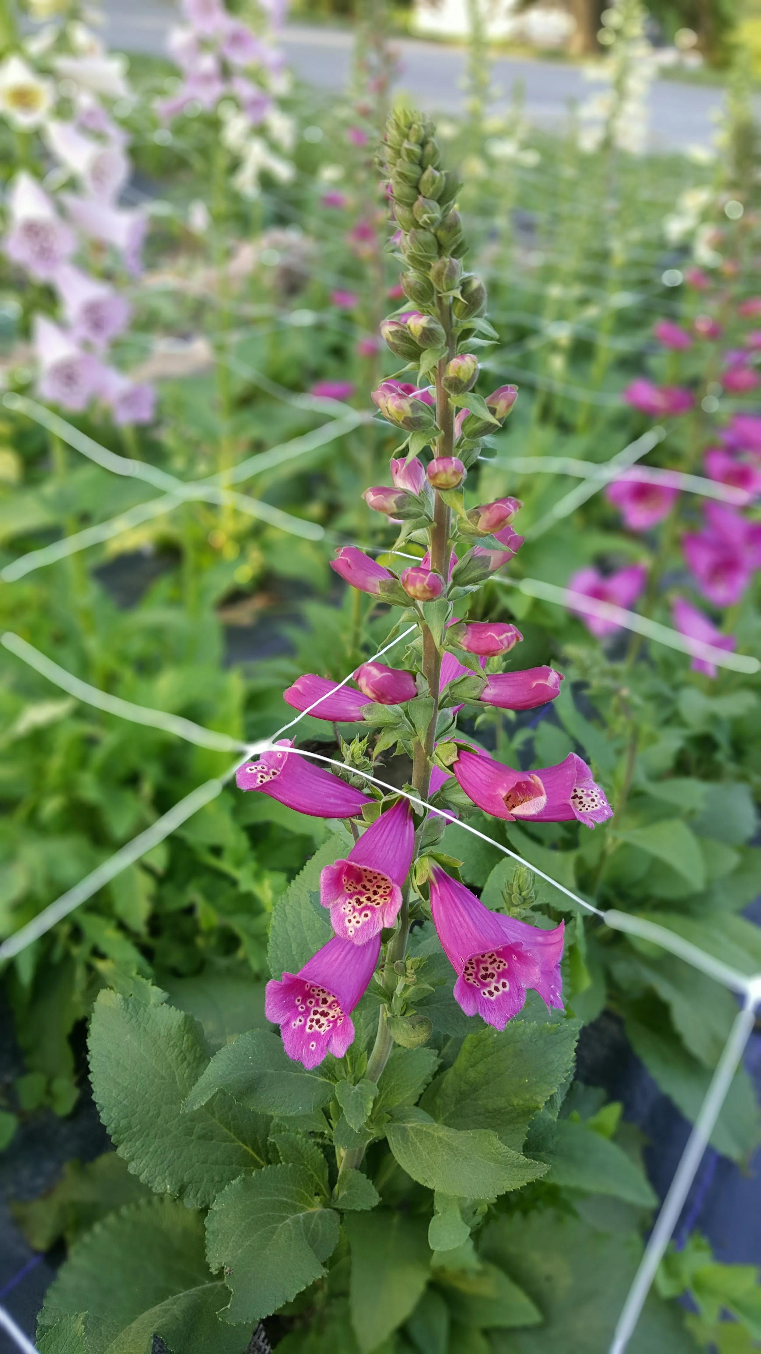 Foxglove