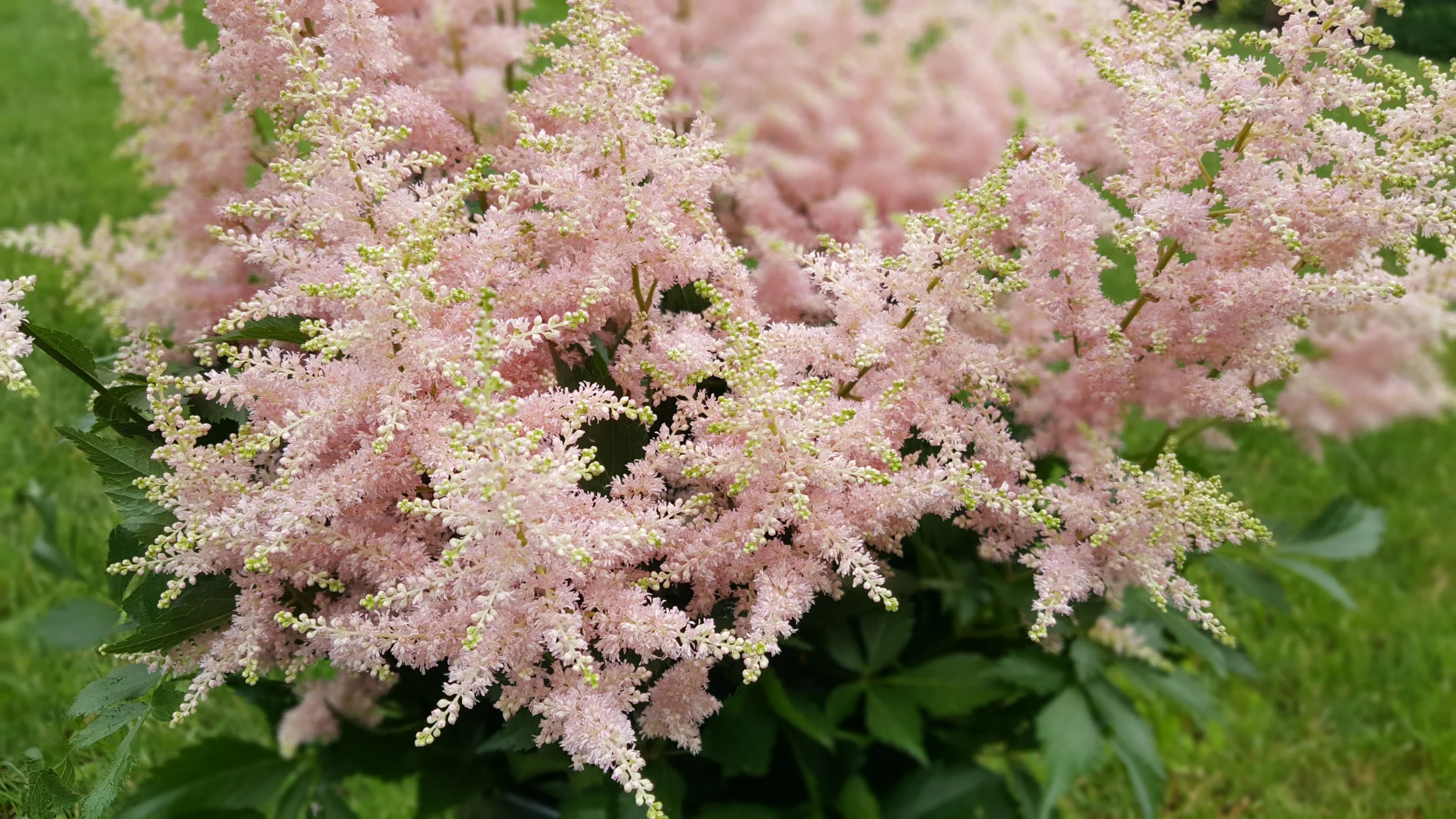 Astilbe