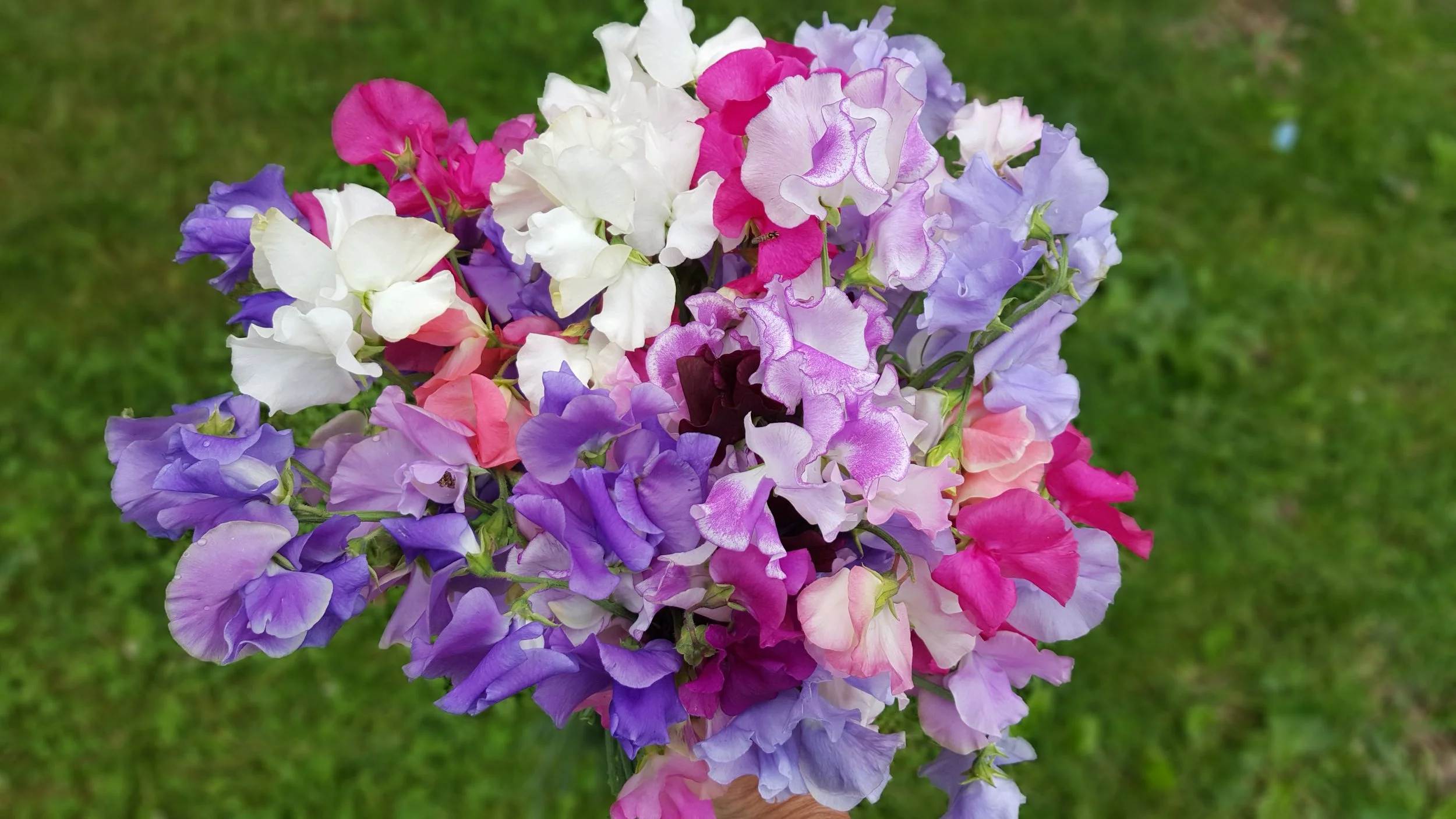 Sweet Peas