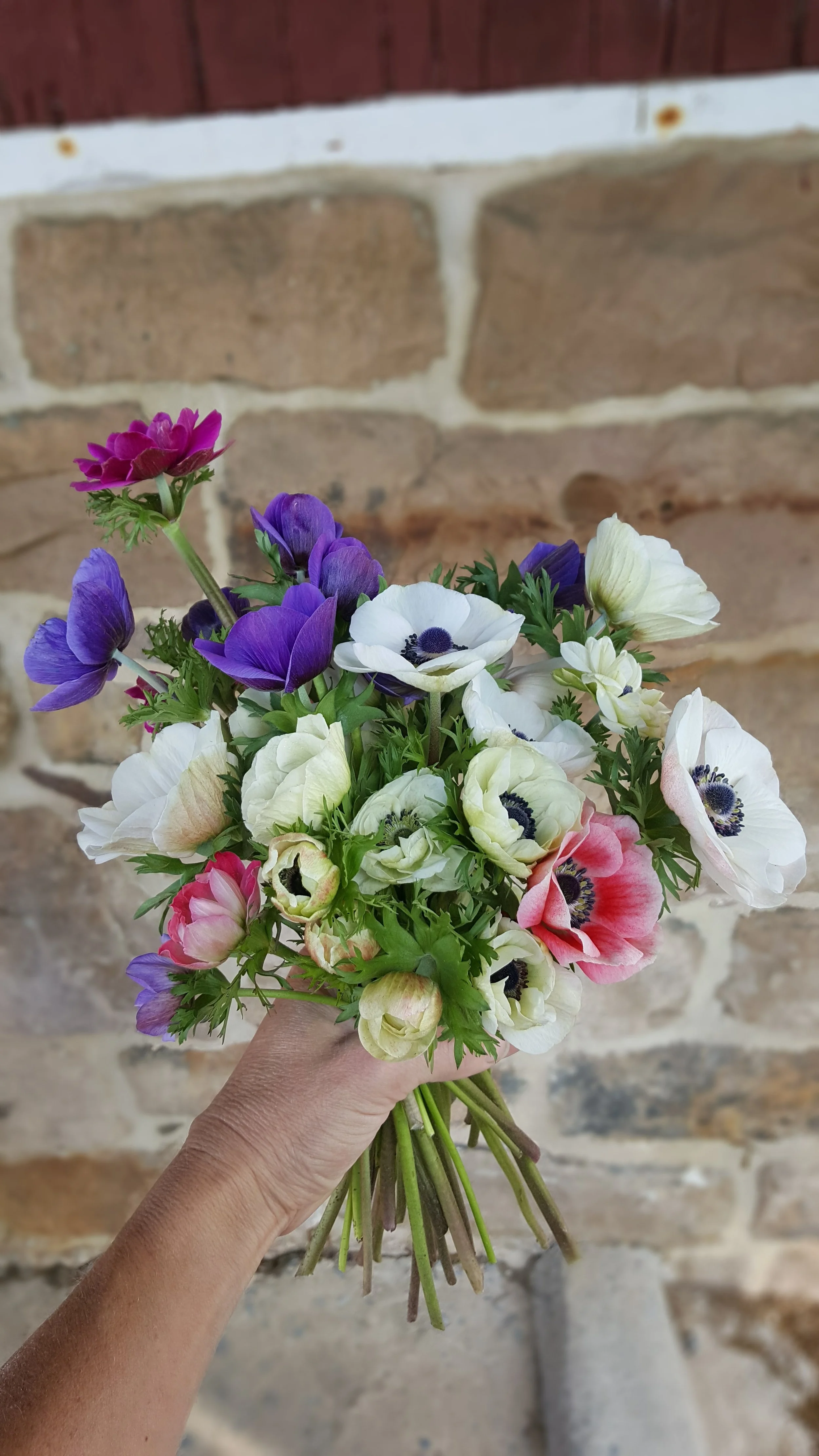 Anemone