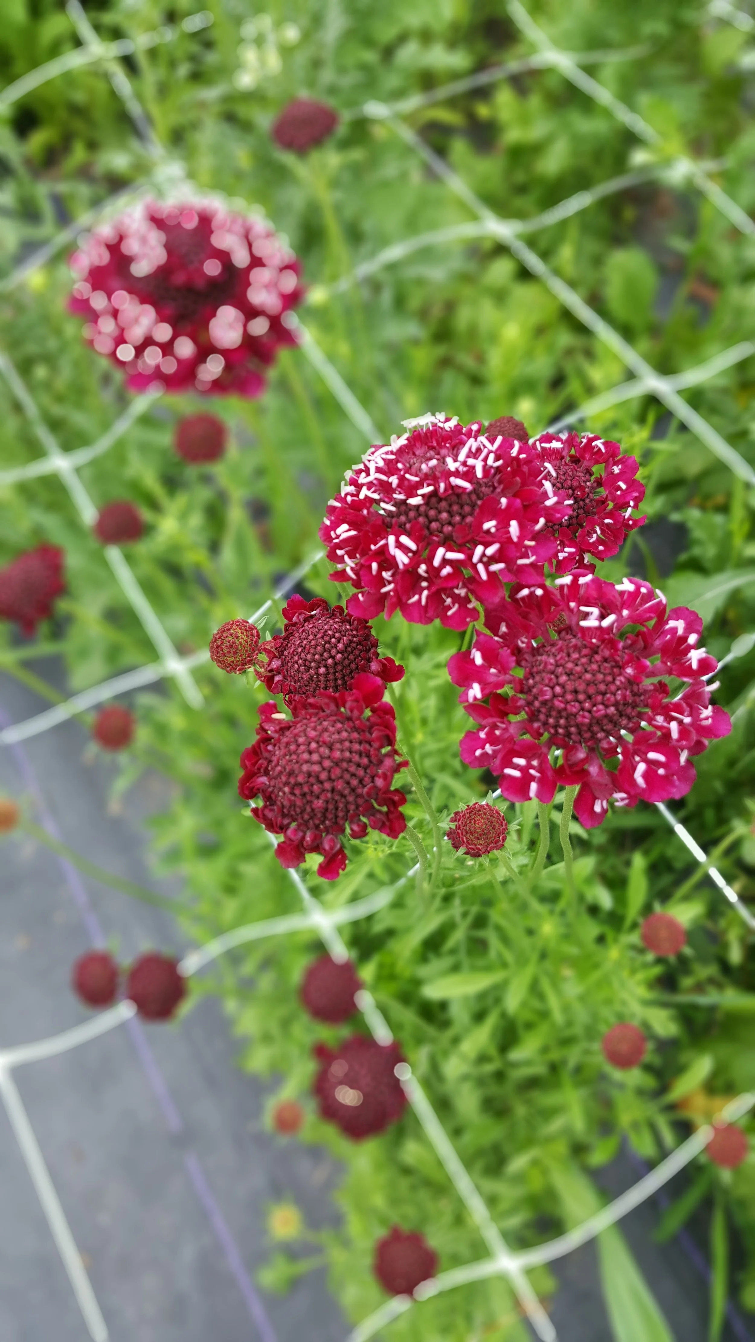 Scabiosa