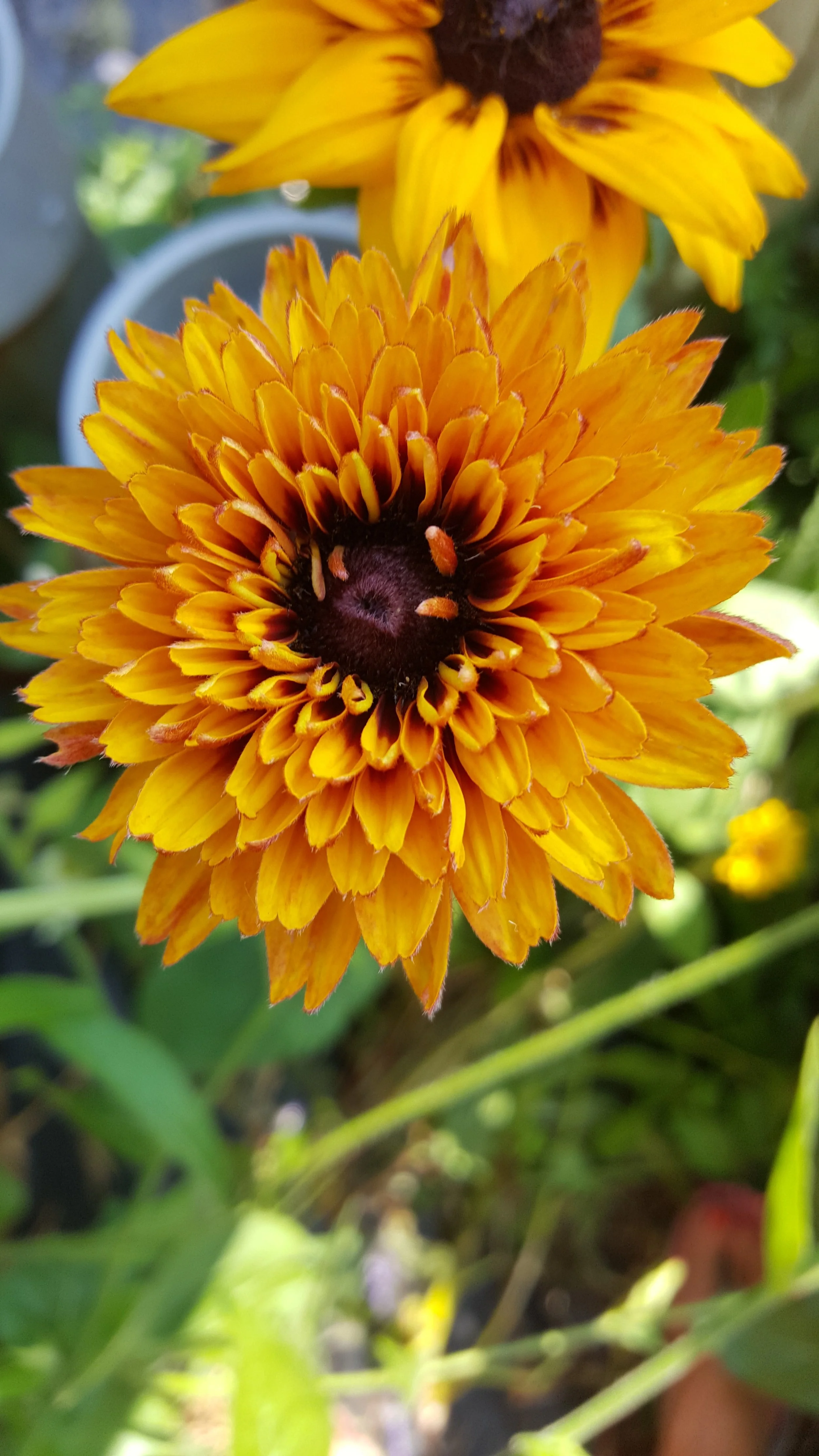 Rudbeckia