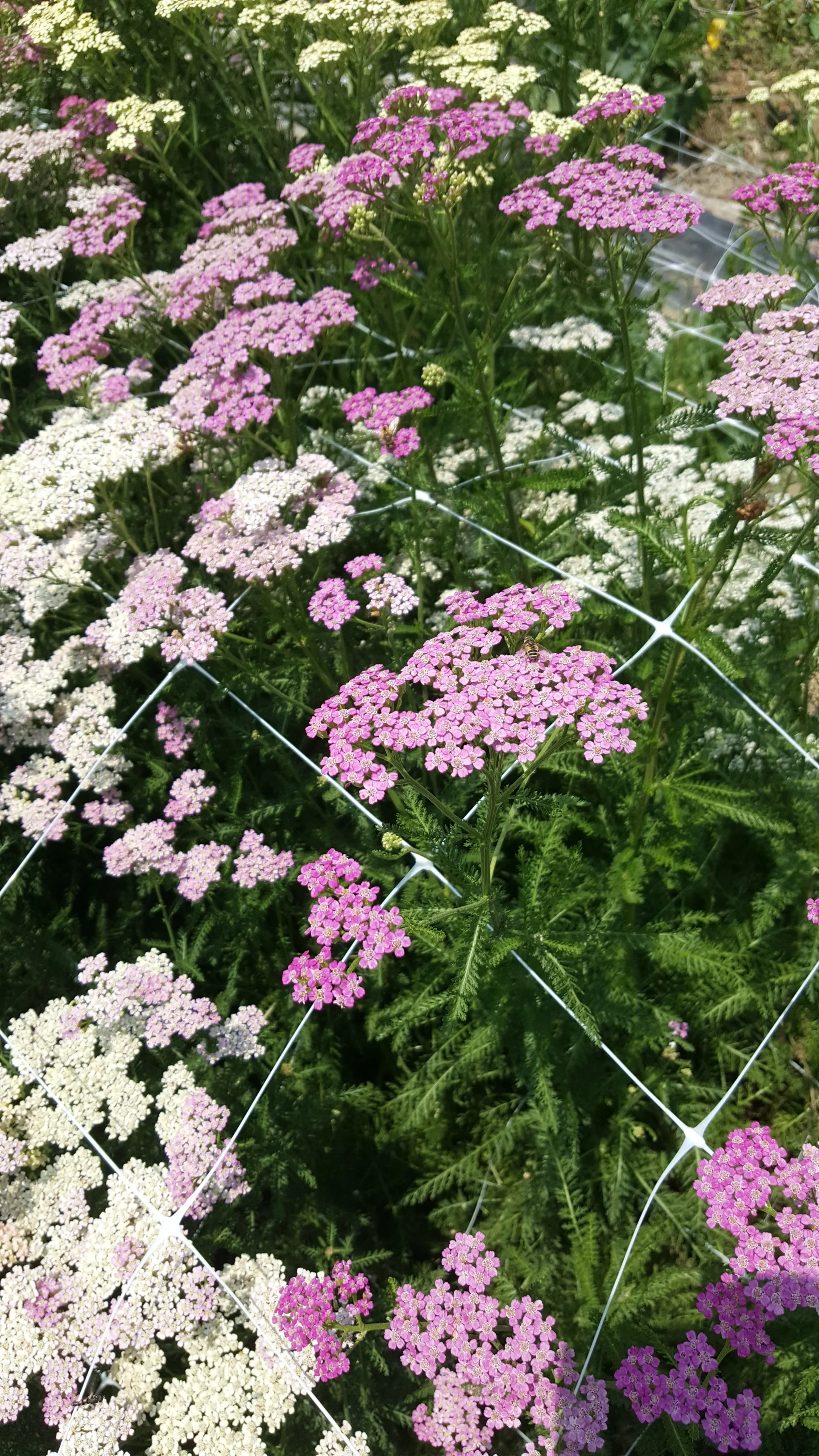 Yarrow
