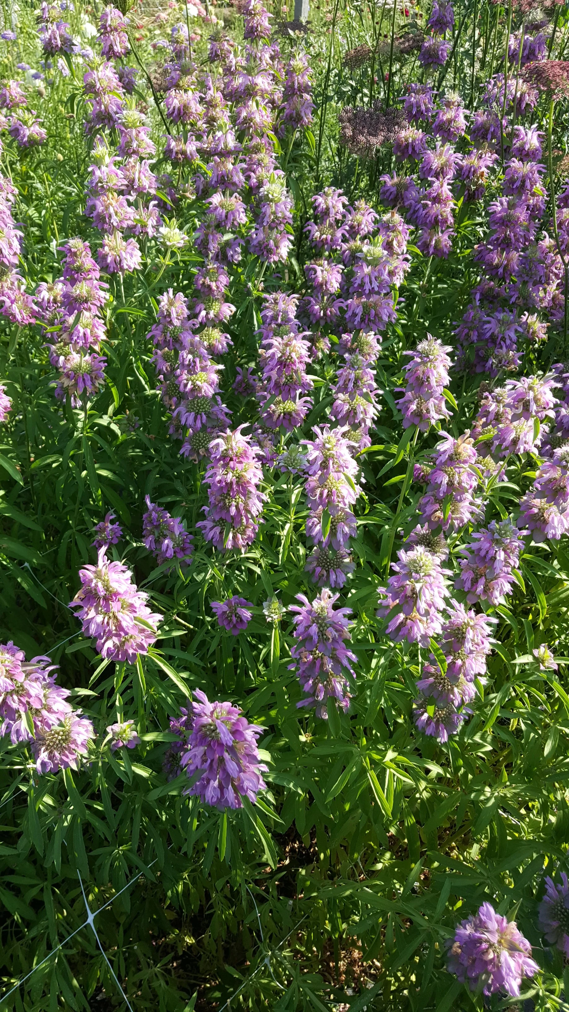 Monarda