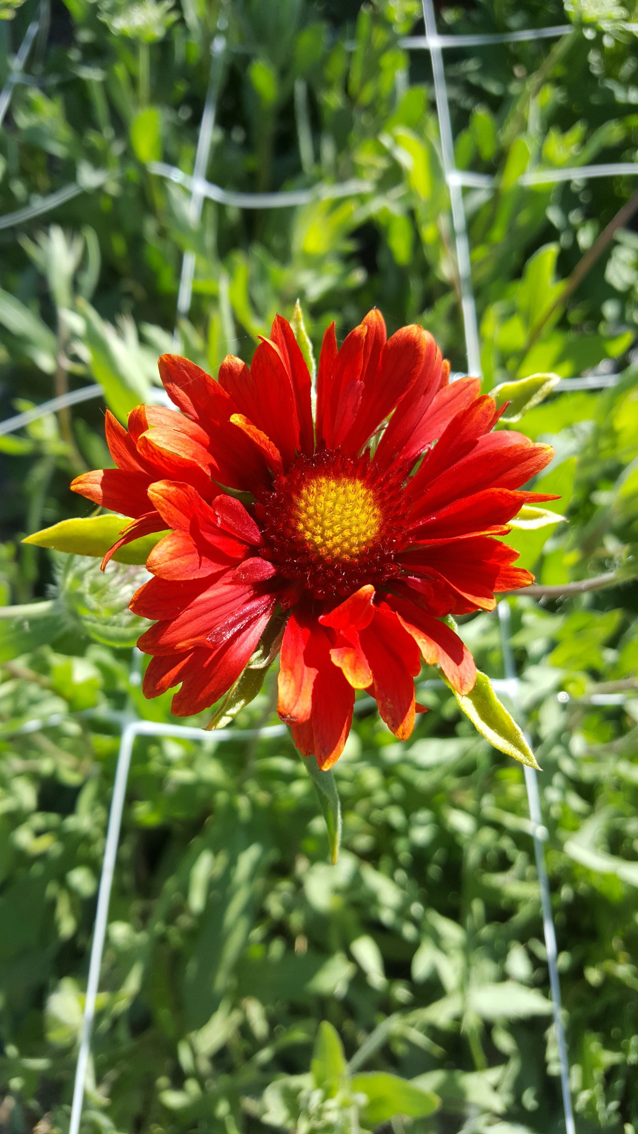 Gallardia