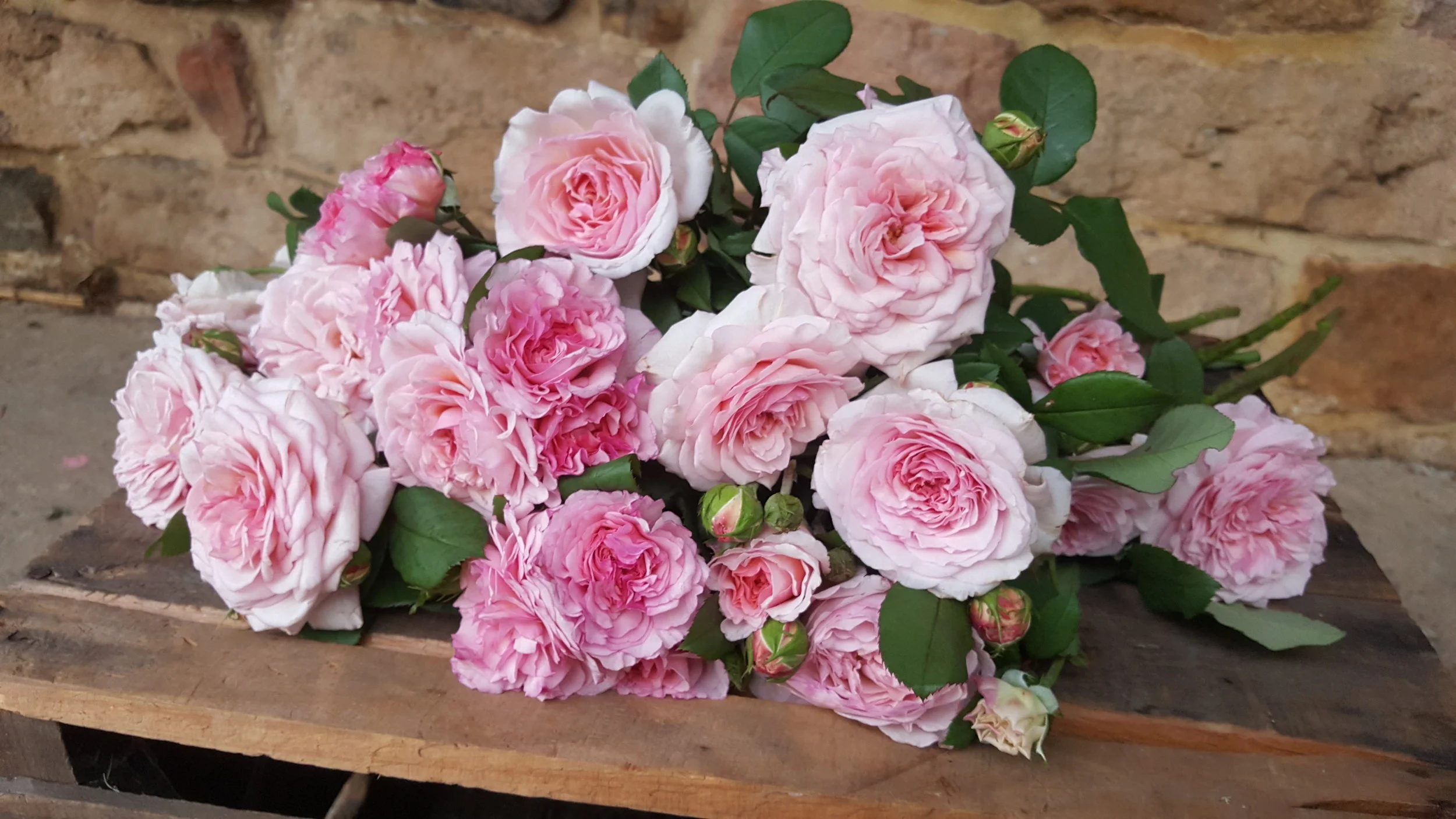 James Galway Roses