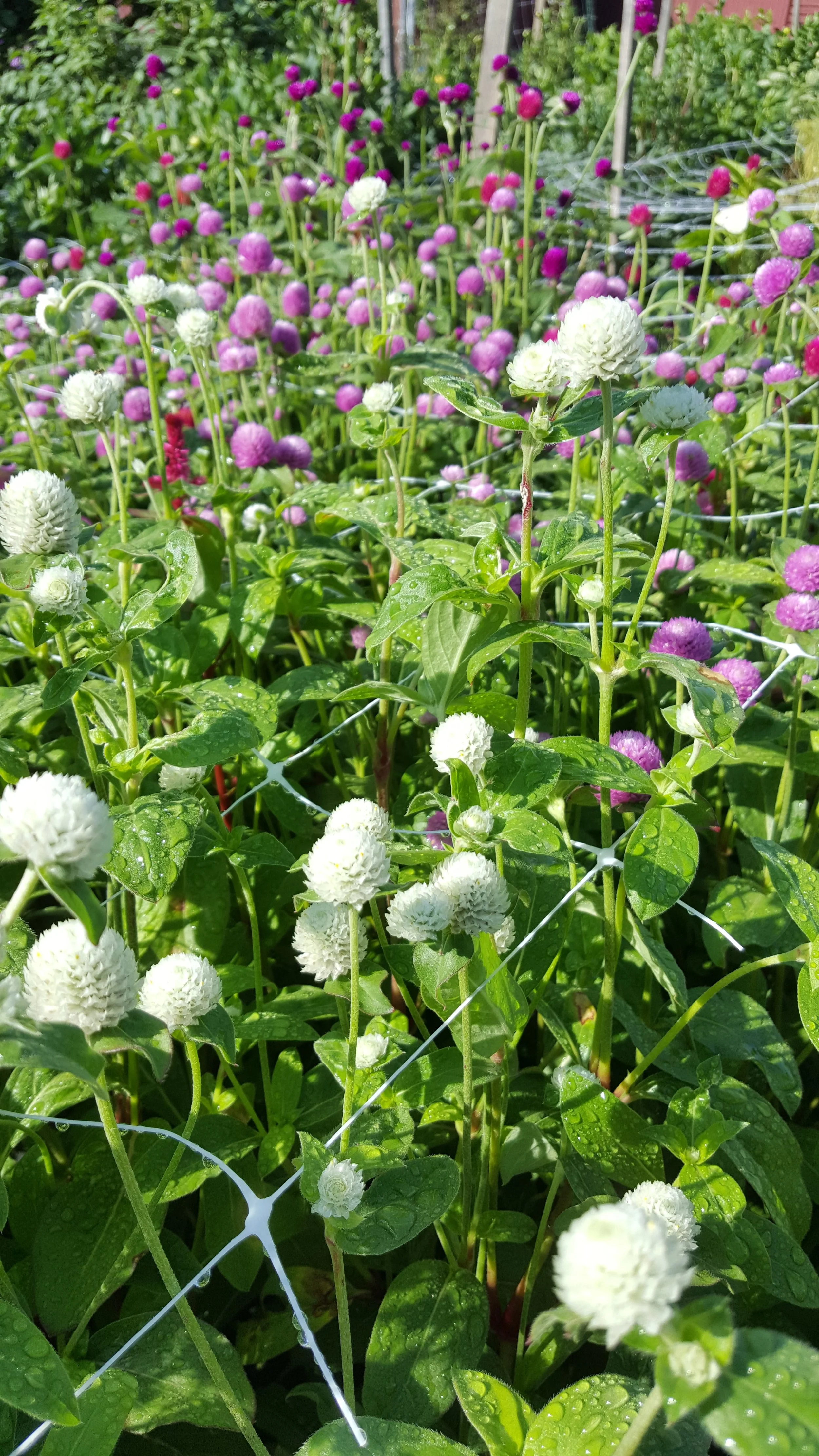 Gomphrena