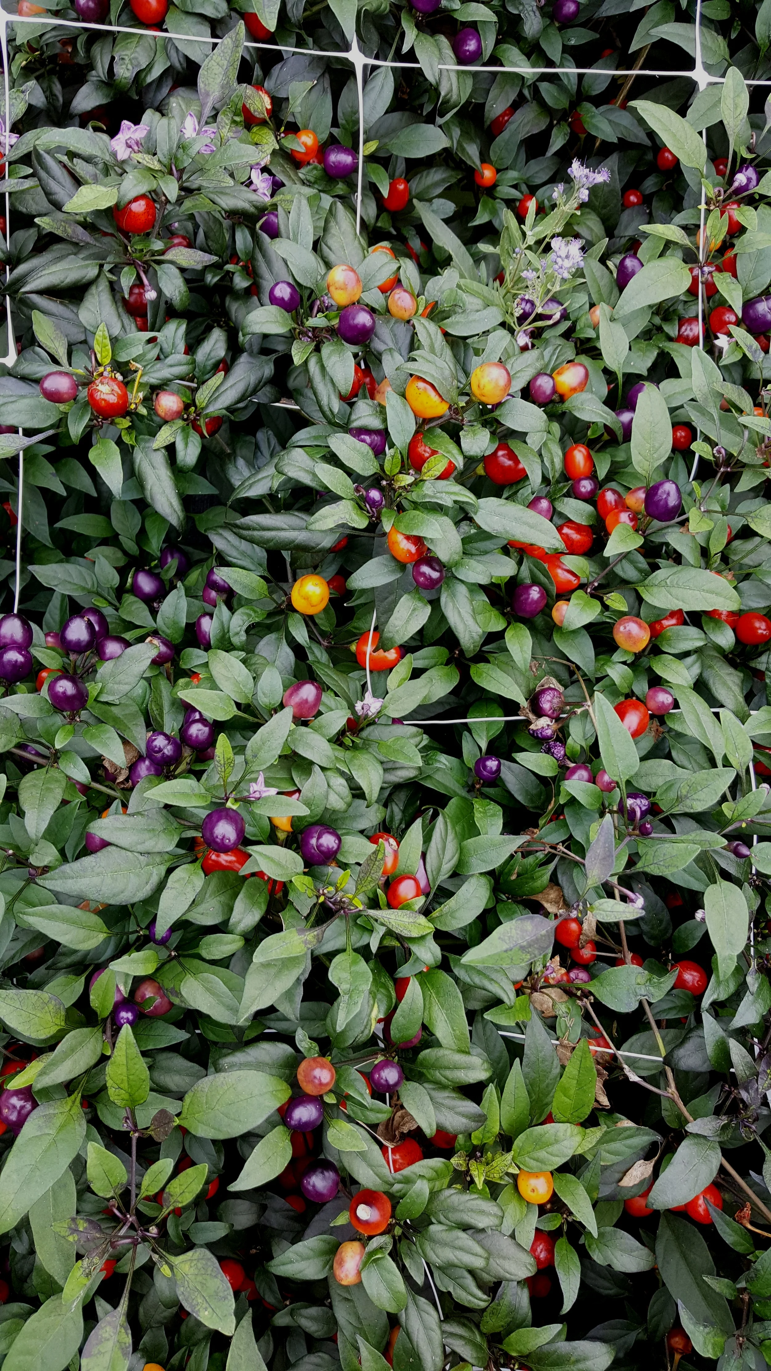 Ornamental Peppers