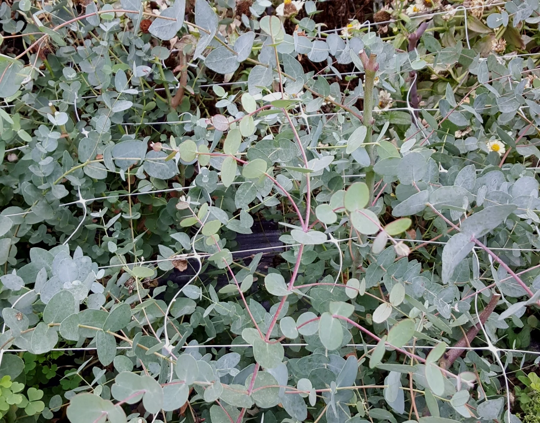 Eucalyptus