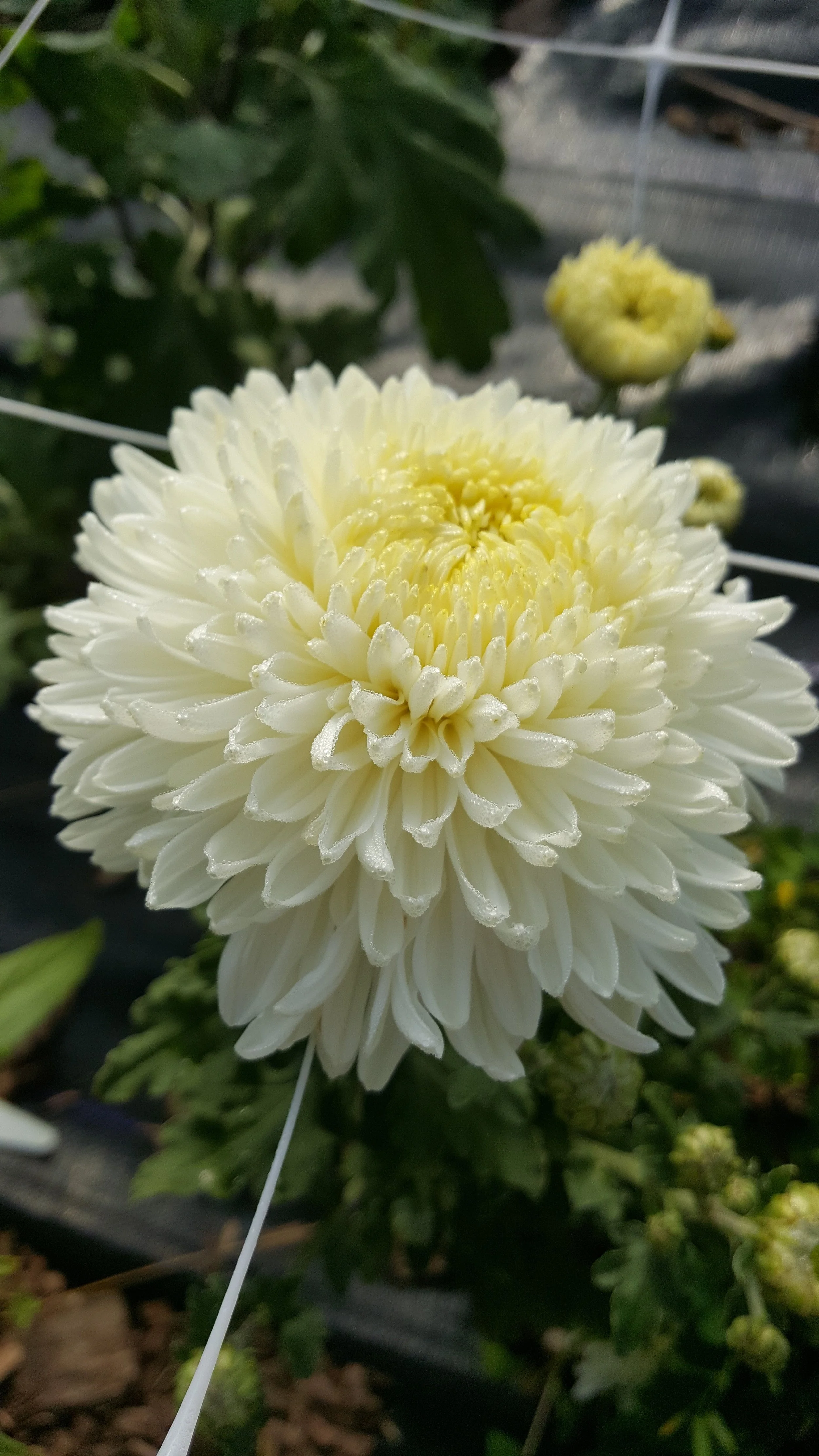 Heirloom Mum