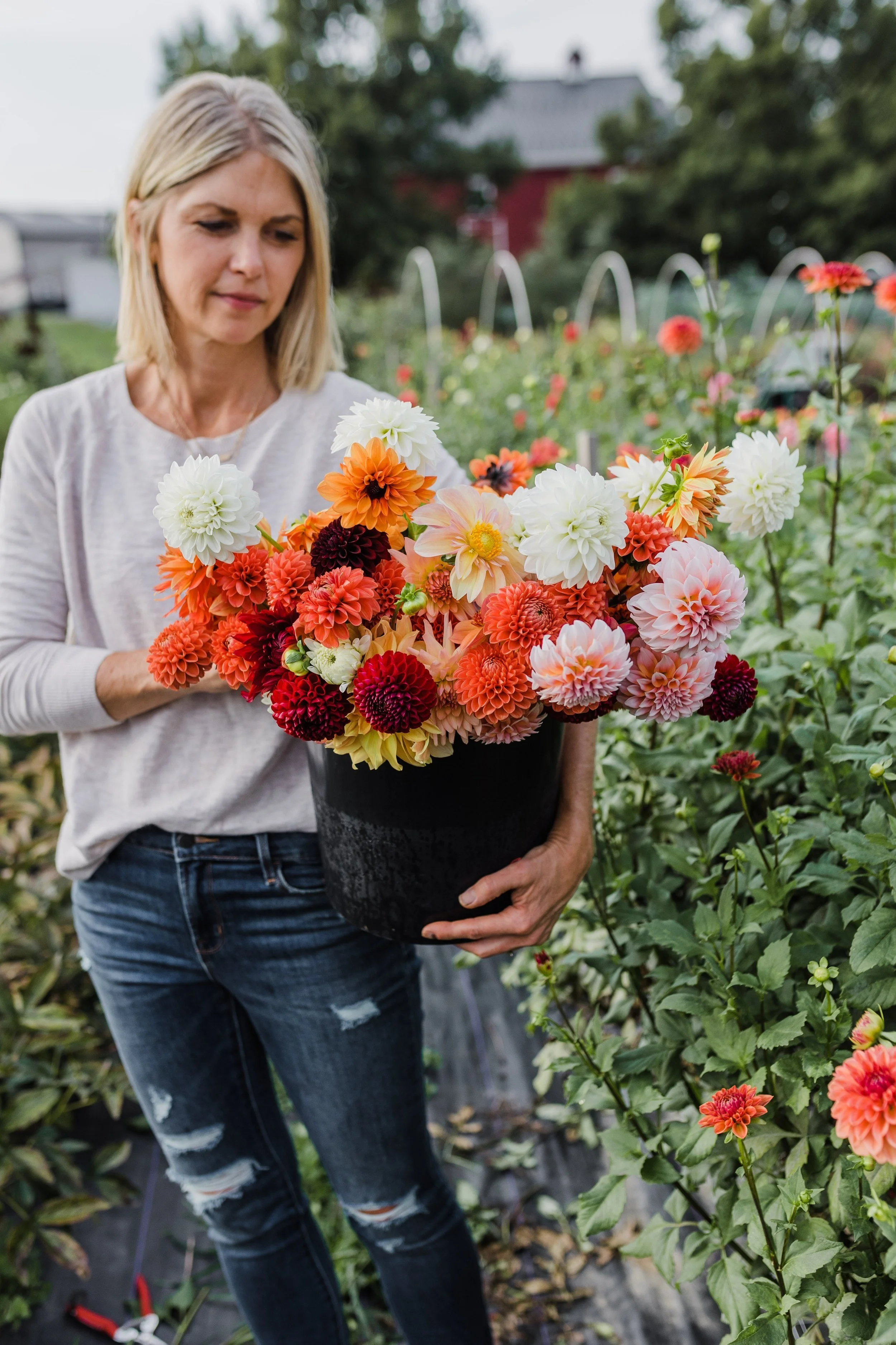 Growing Dahlias