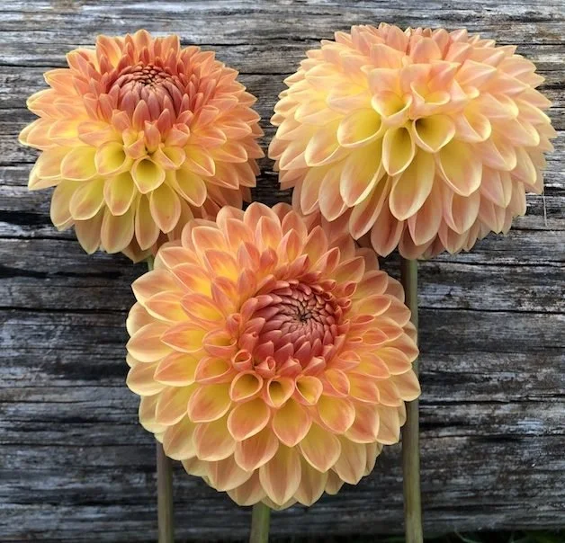 Blyton Softer Gleam