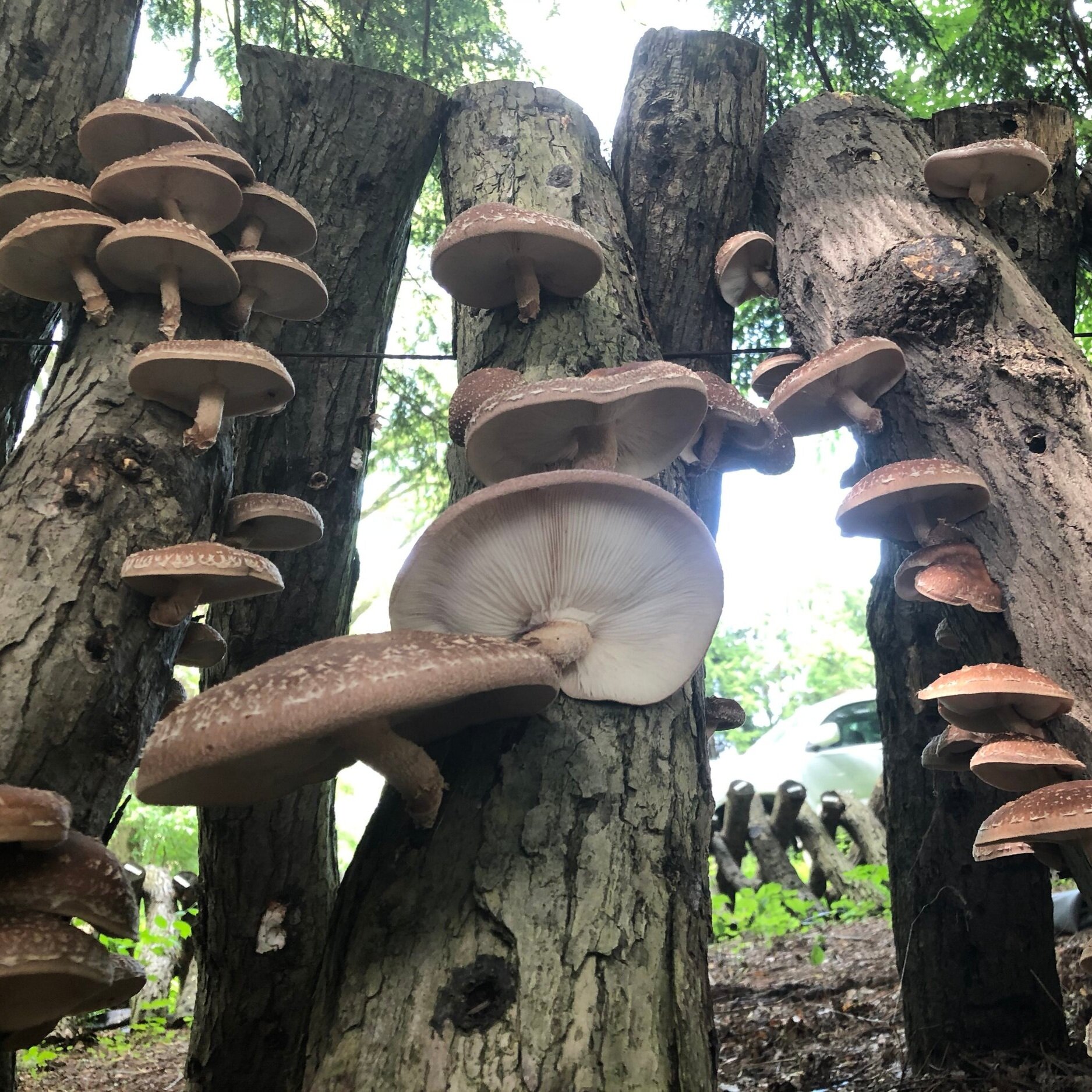 How to Grow Your Own Shiitake Mushrooms