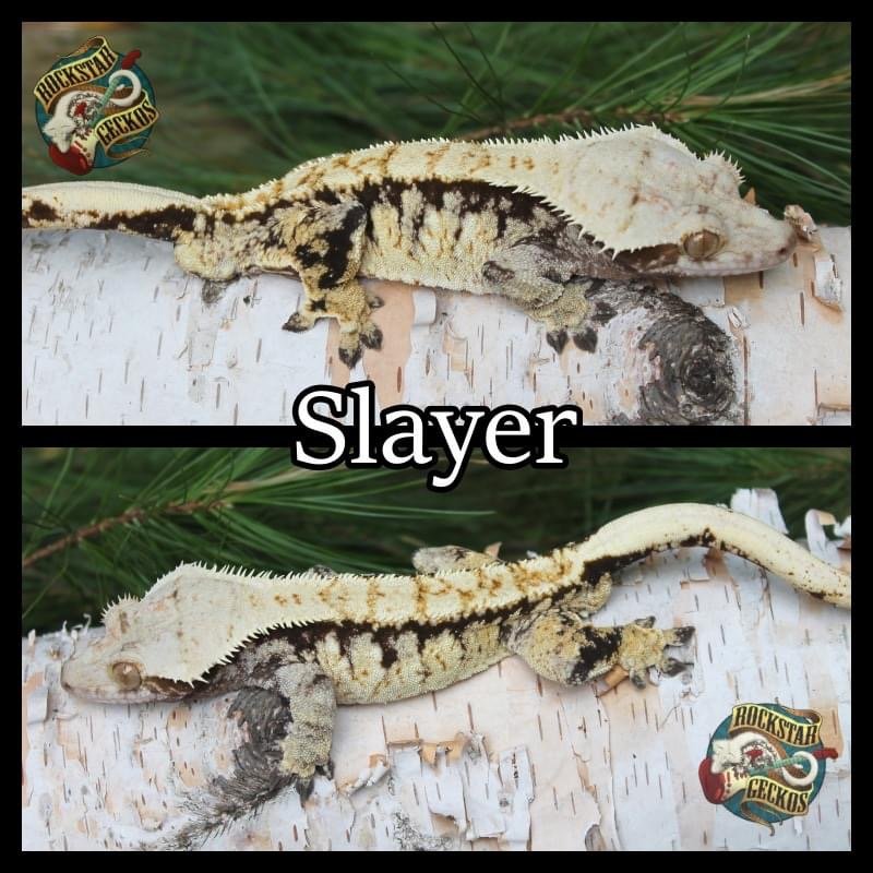Sire - Slayer