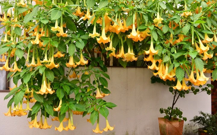 angel trumpet.jpg