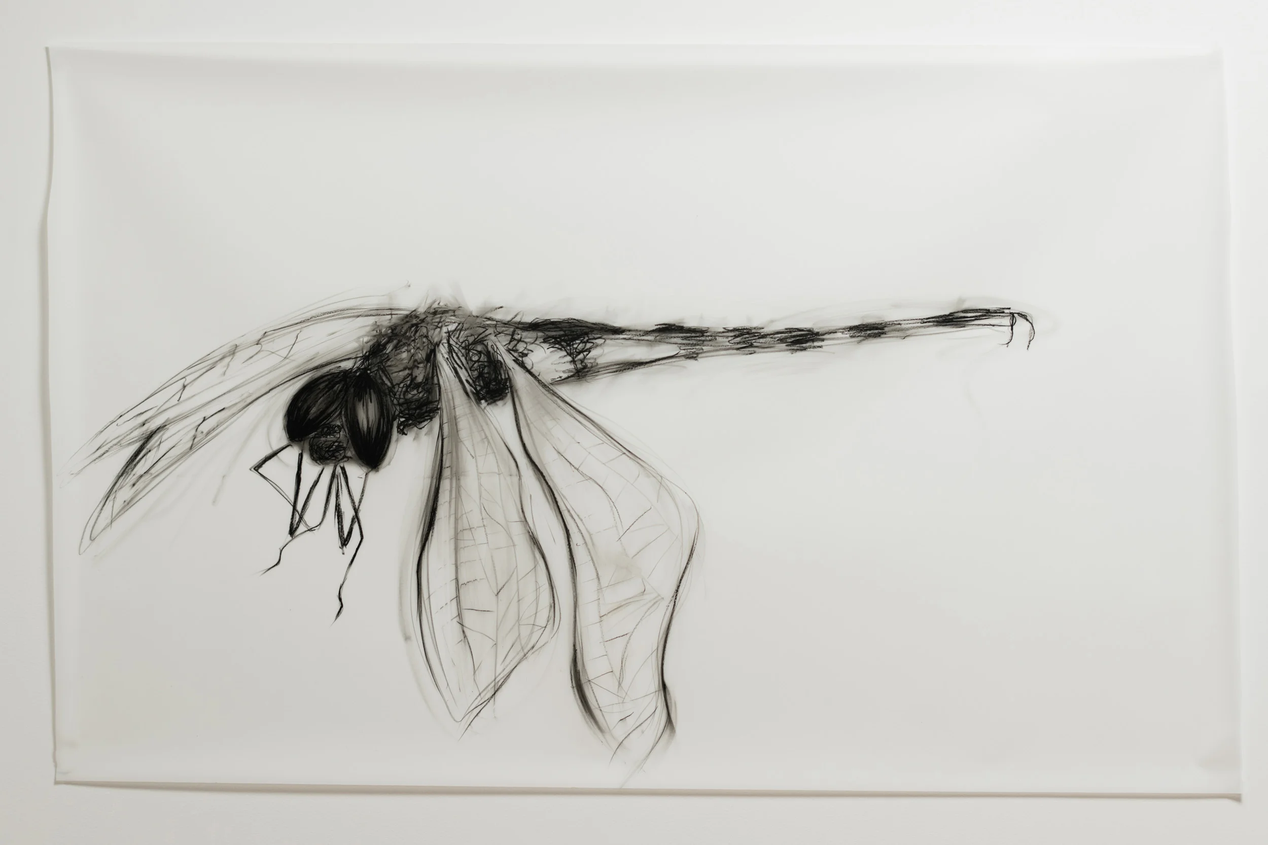 Passed Dragonfly