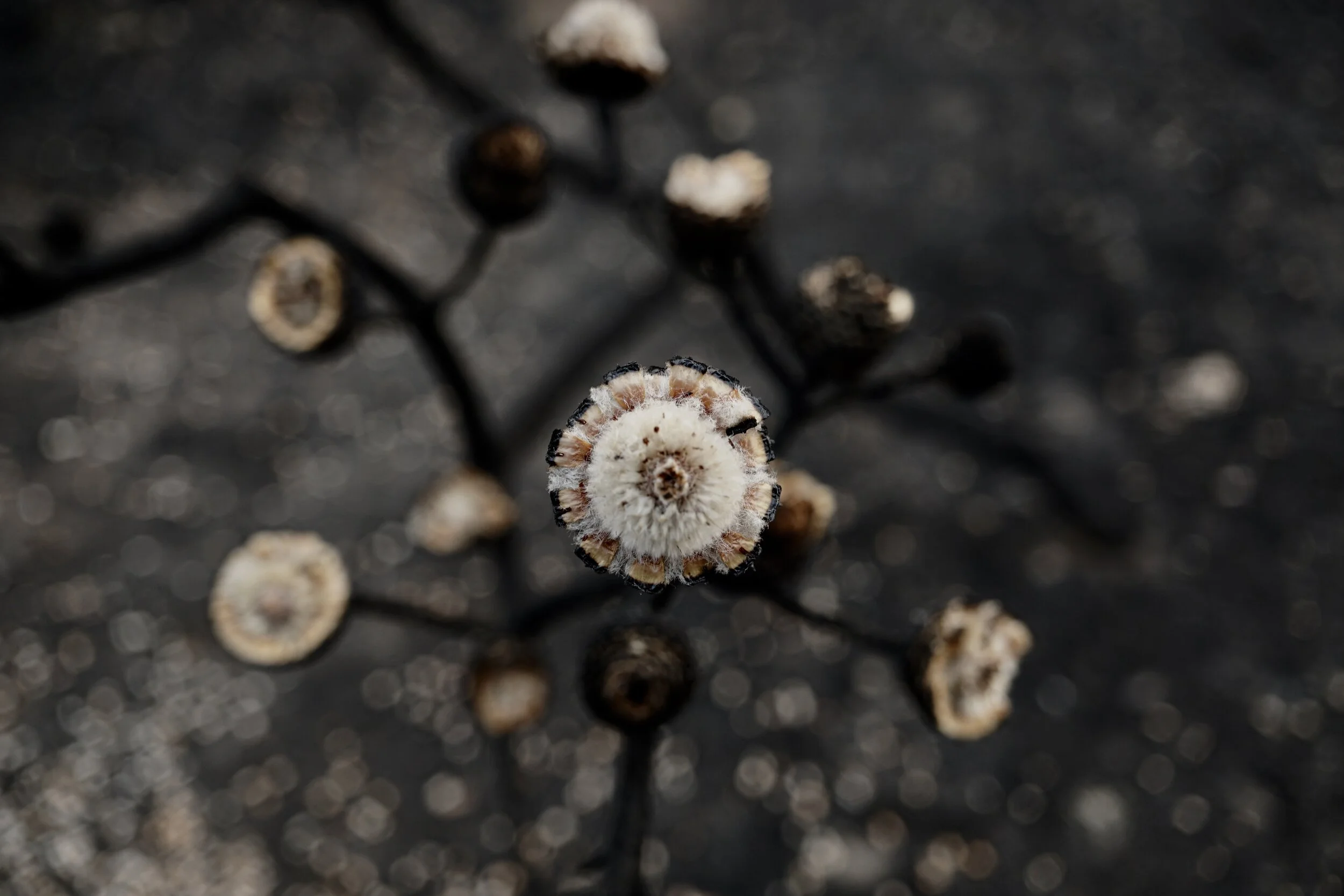 Burnt Seedpod