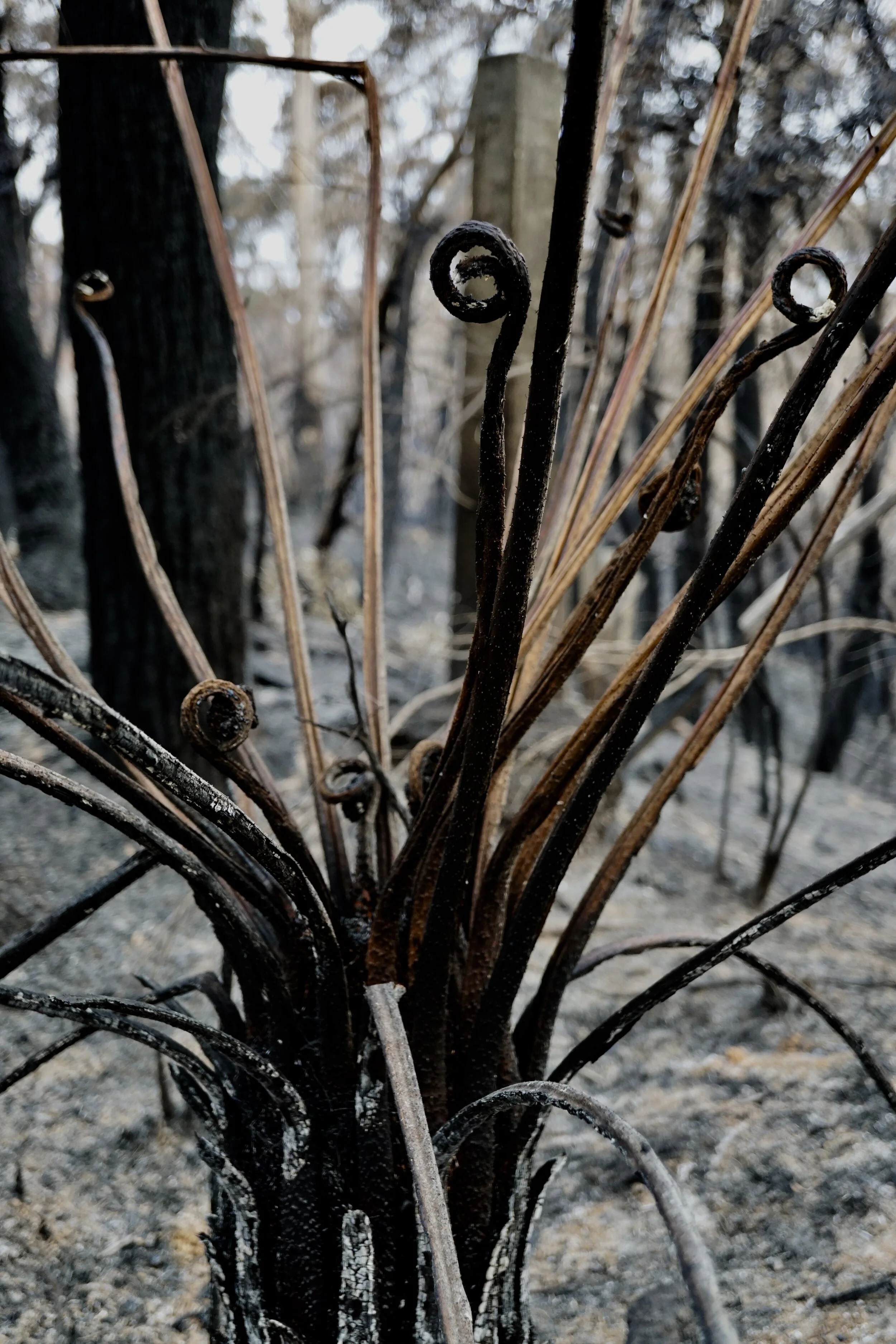 Burnt Fern