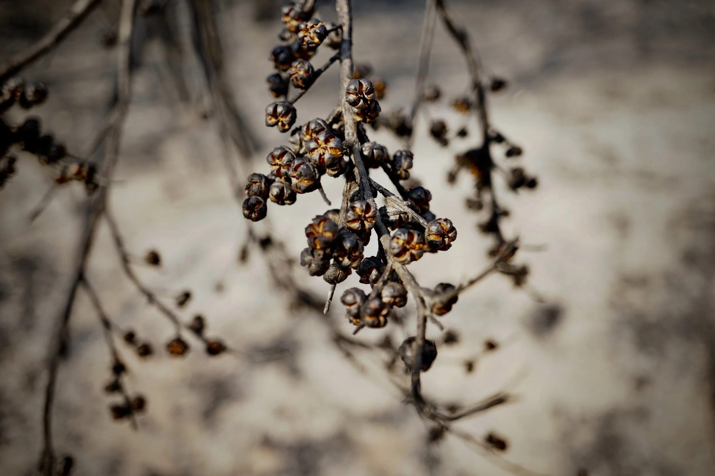 Burnt Gum Nuts