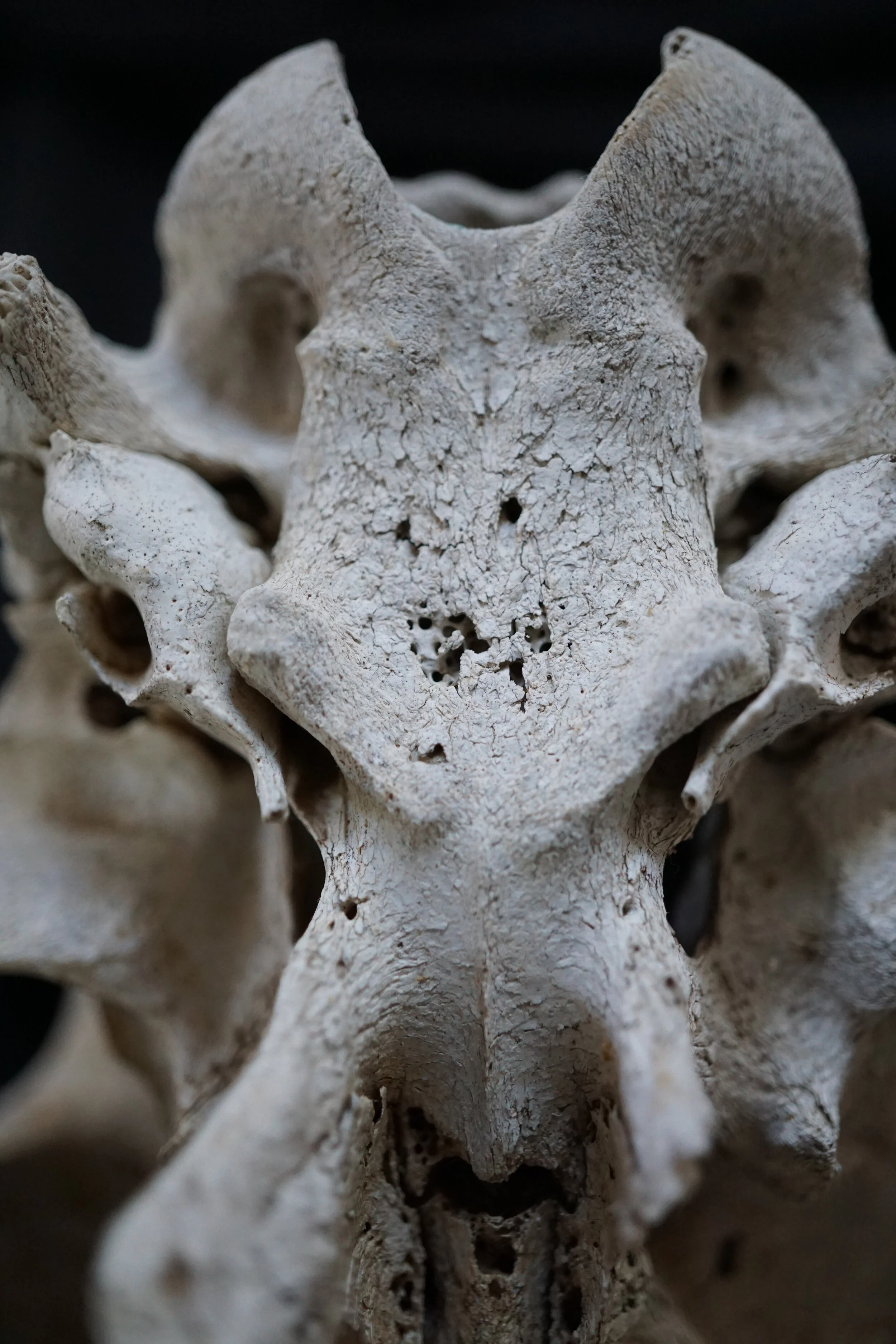 Goat Skull 2